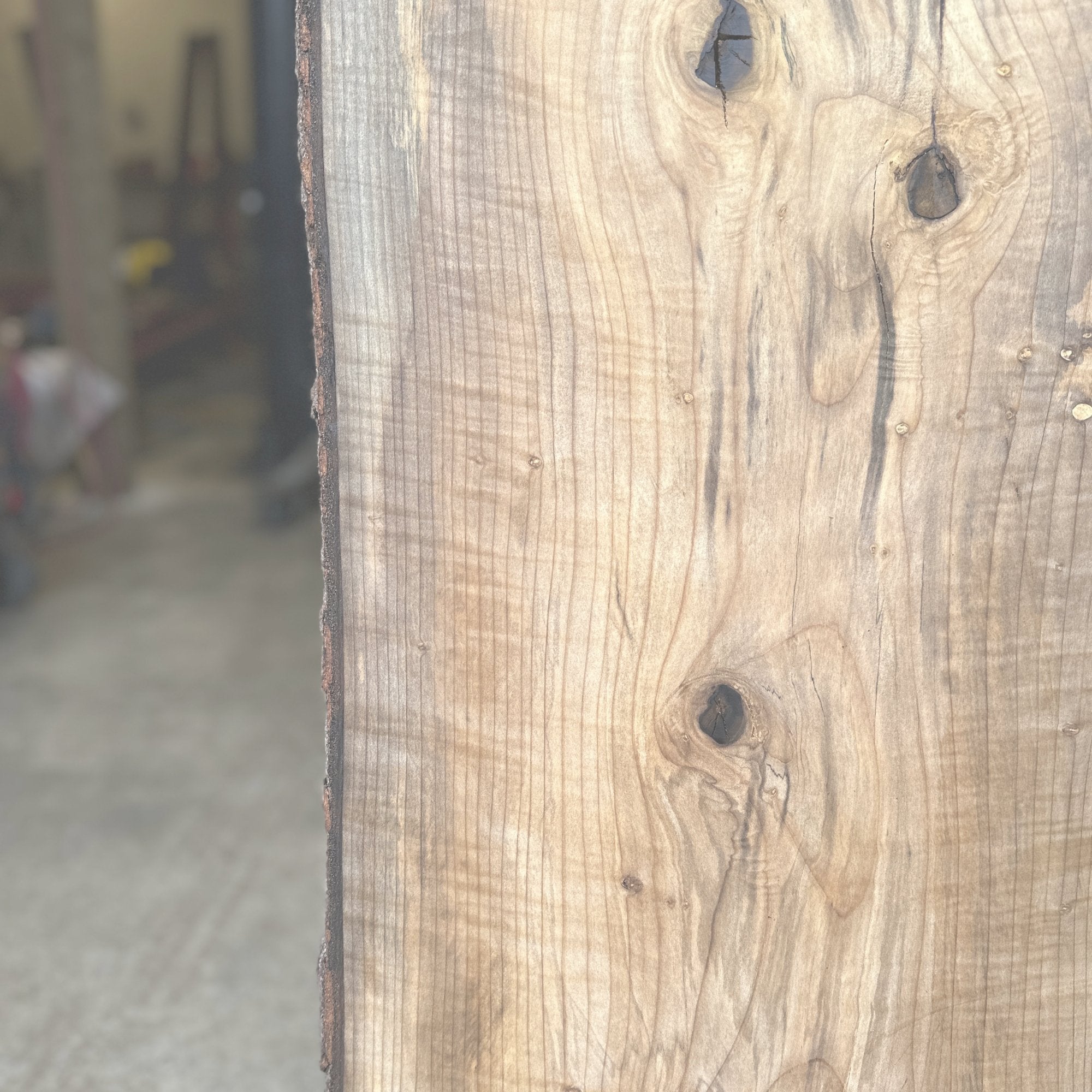 Southern Magnolia - Hamilton Lee Supply