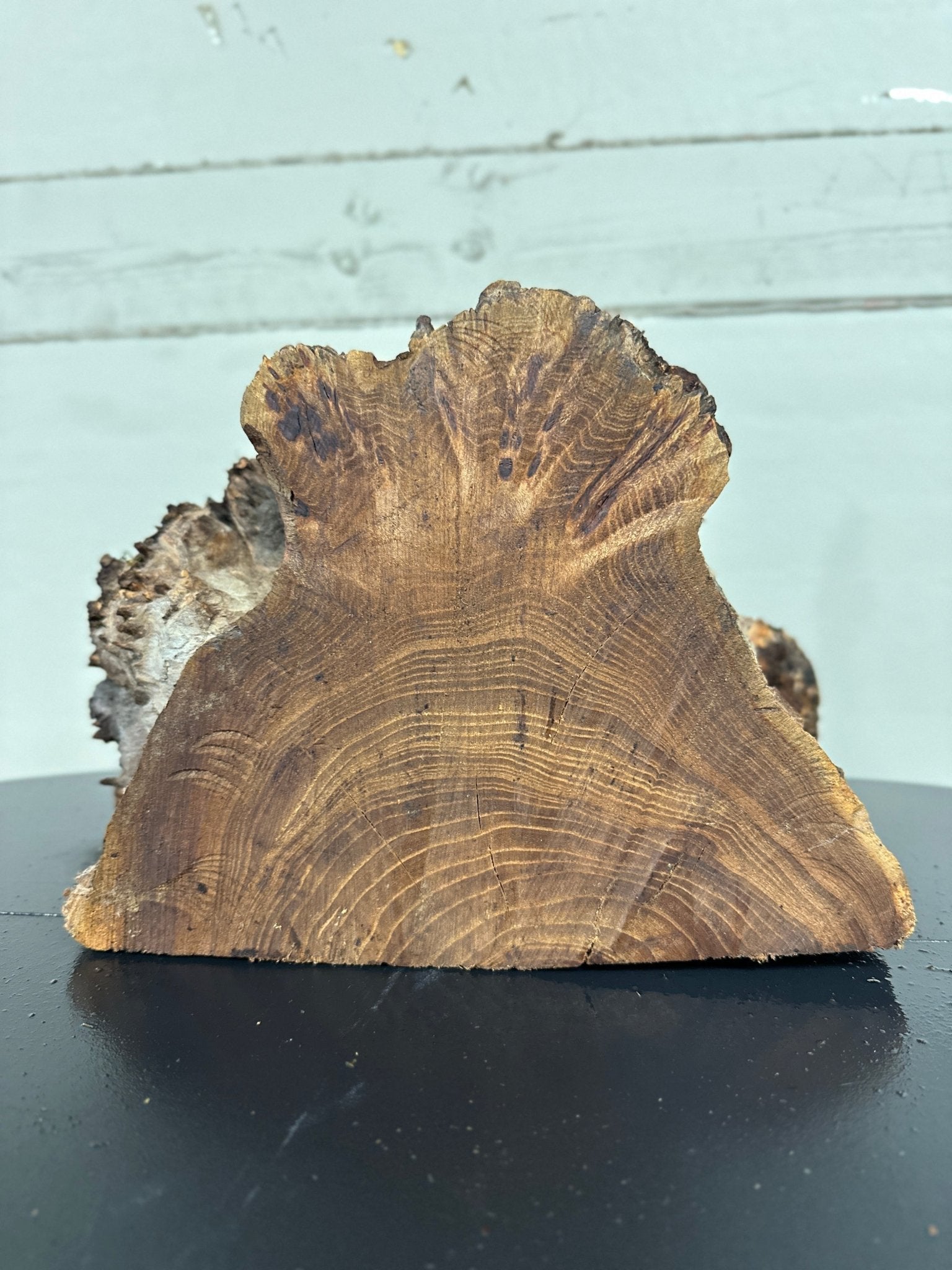 Elm Blank | Elm | Double Diamond | BGDDELMTS.929