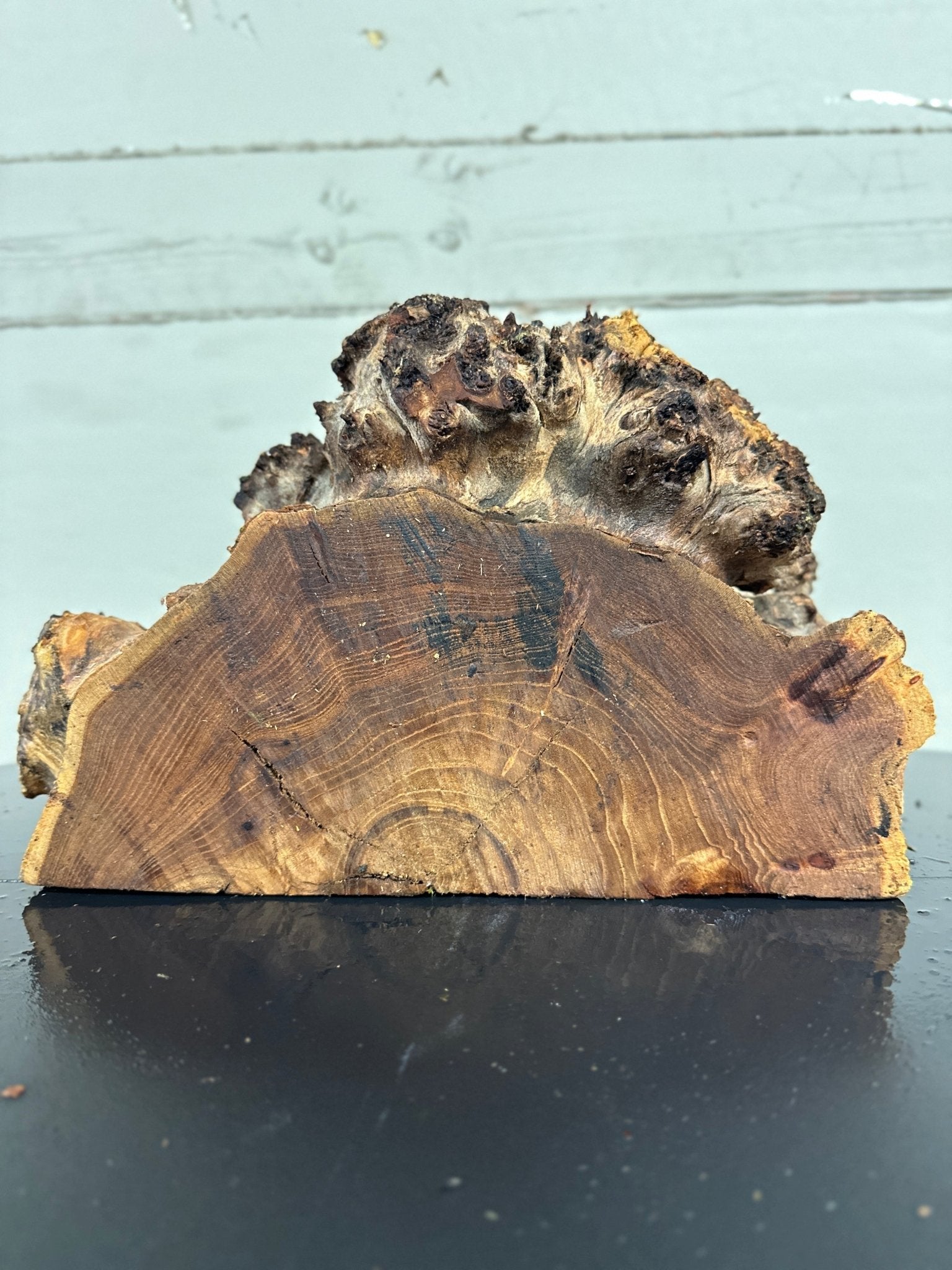 Elm Blank | Elm | Double Diamond | BGDDELMTS.929