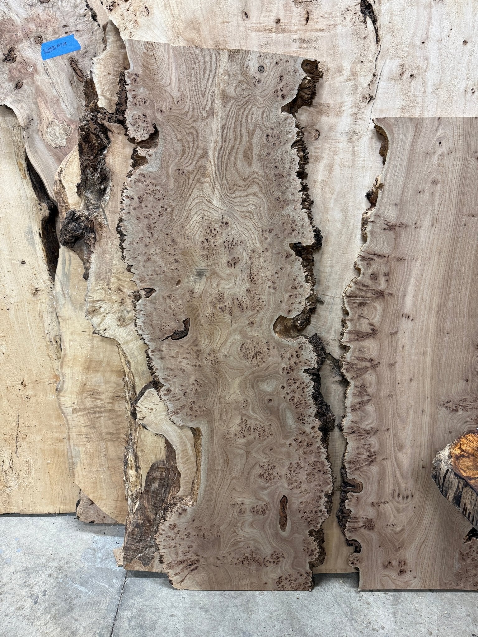 LiveEdge Burl Elm | | Double Diamond | BGDDELM741