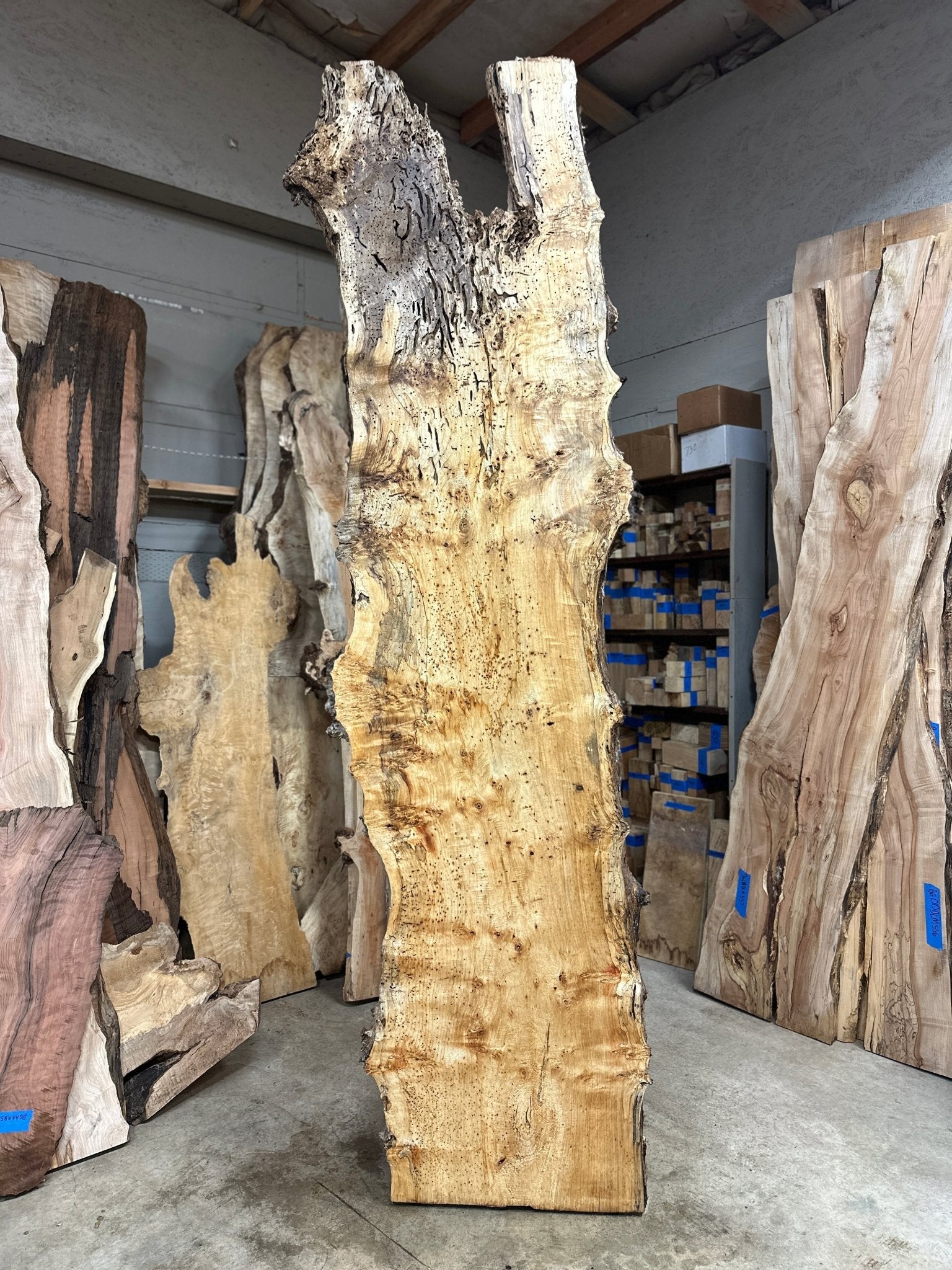 LiveEdge Cottonwood | Cottonwood | Hamilton Lee Supply