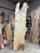 LiveEdge Cottonwood | Cottonwood | Hamilton Lee Supply