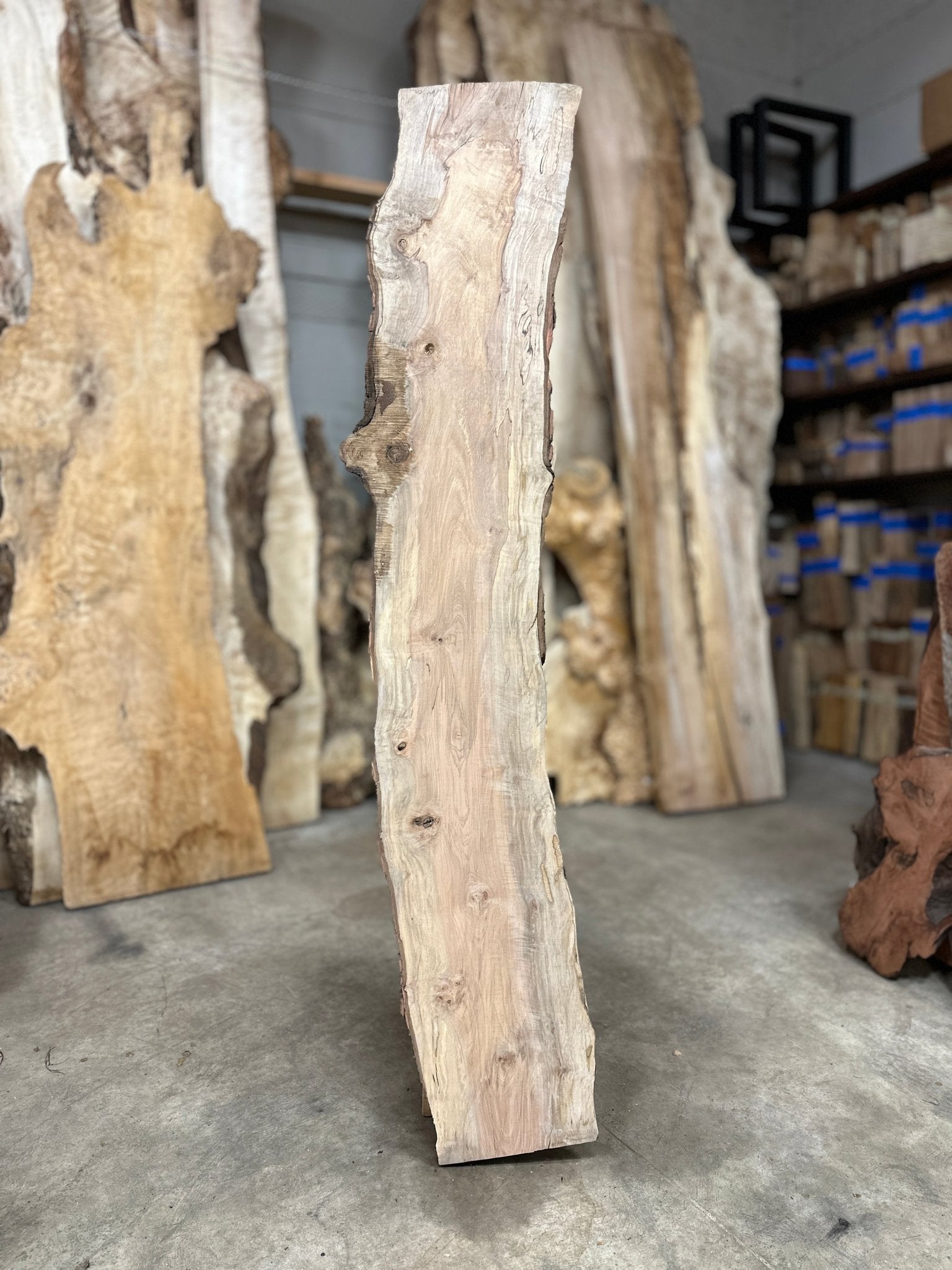 LiveEdge Silver Maple | Silver Maple | Double Diamond