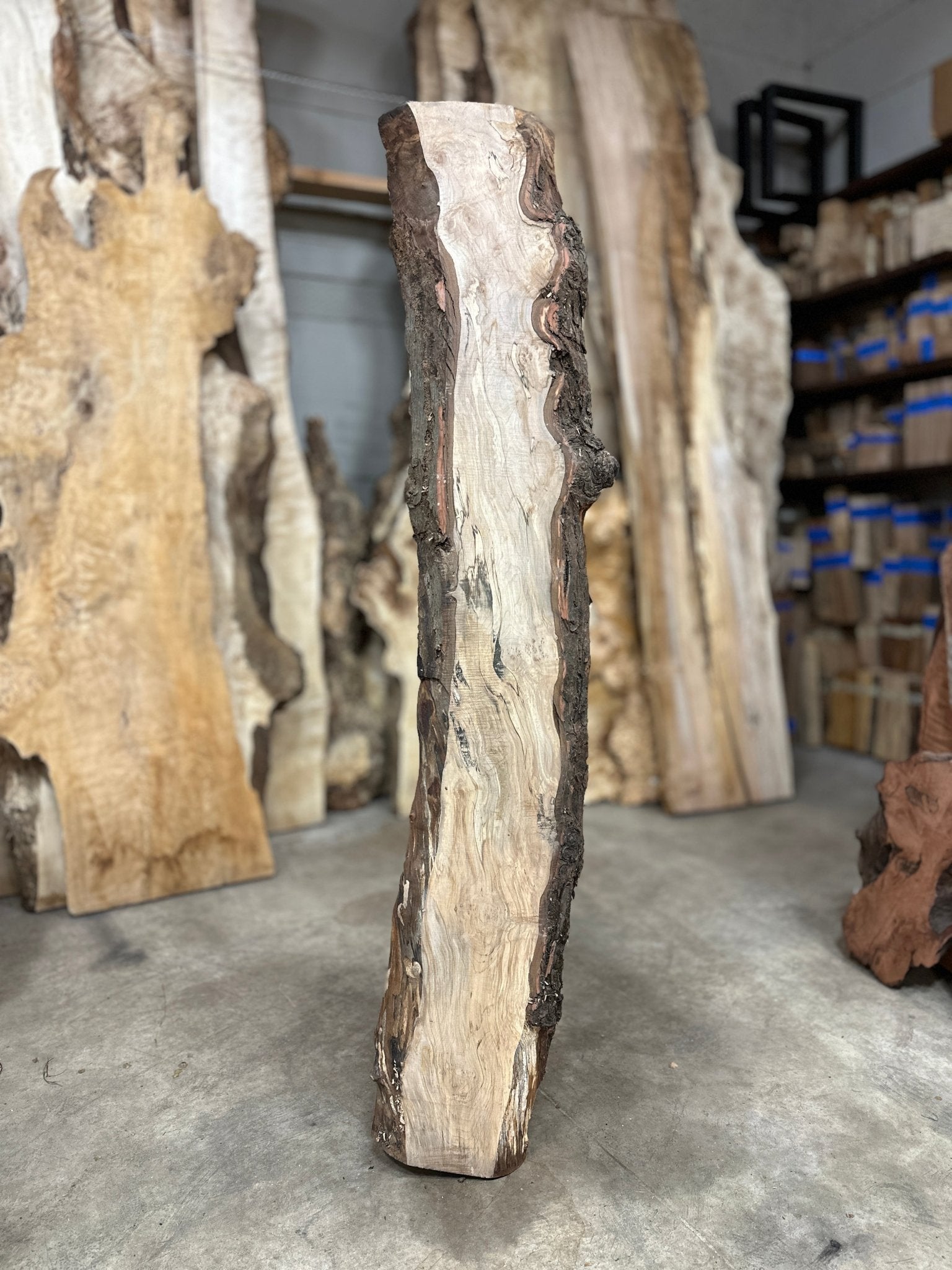 LiveEdge Silver Maple | Silver Maple | Double Diamond