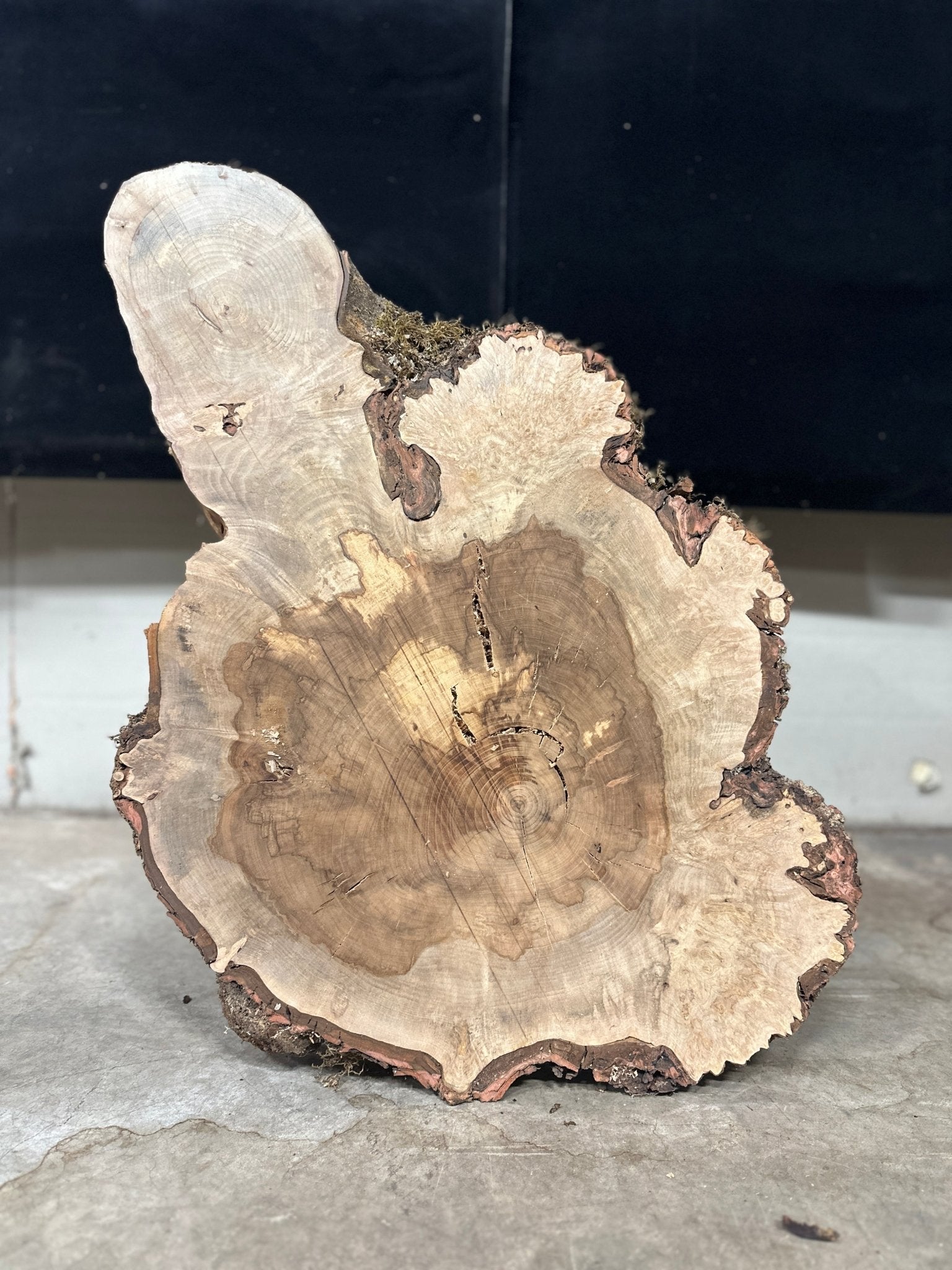 LiveEdge Silver Maple | Silver Maple | Double Diamond | BGDDSMCS.850