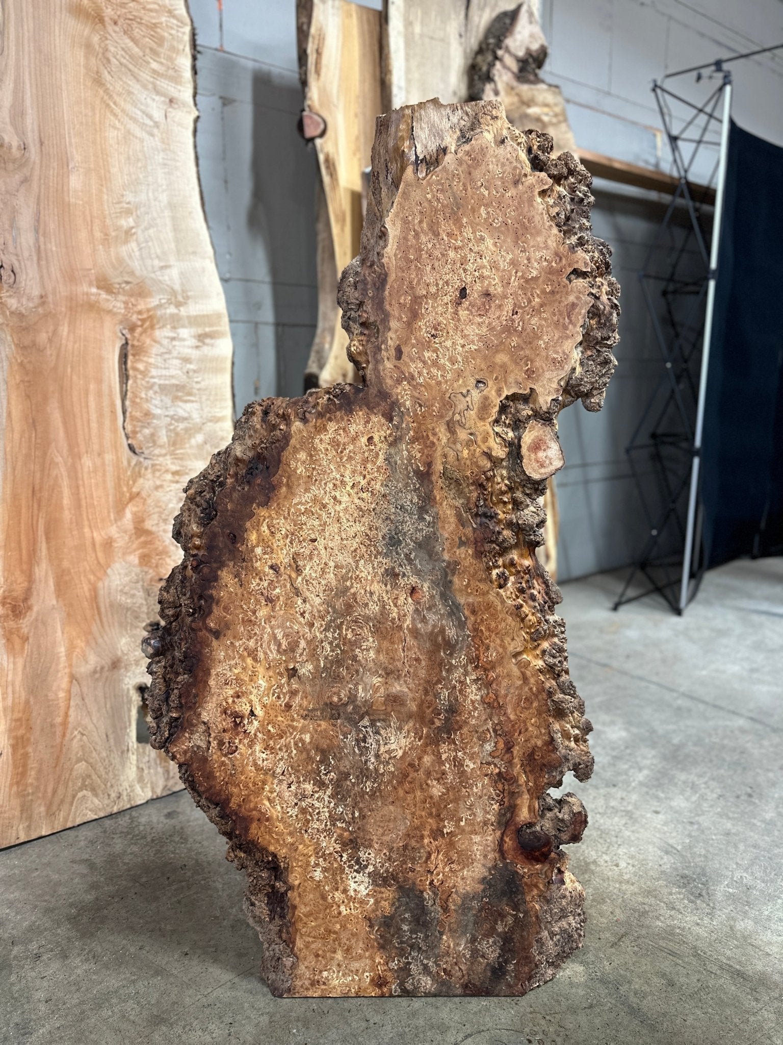 LiveEdge Sycamore Burl | Ancient Redwood | Adam Luna