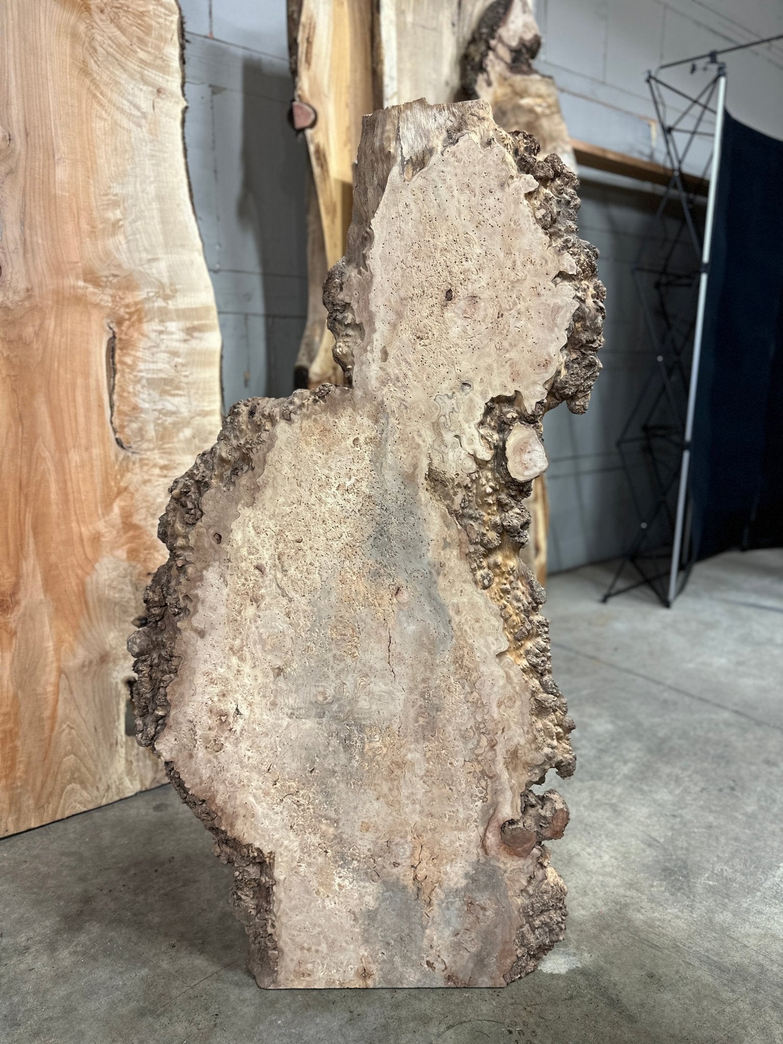 LiveEdge Sycamore Burl | Ancient Redwood | Adam Luna