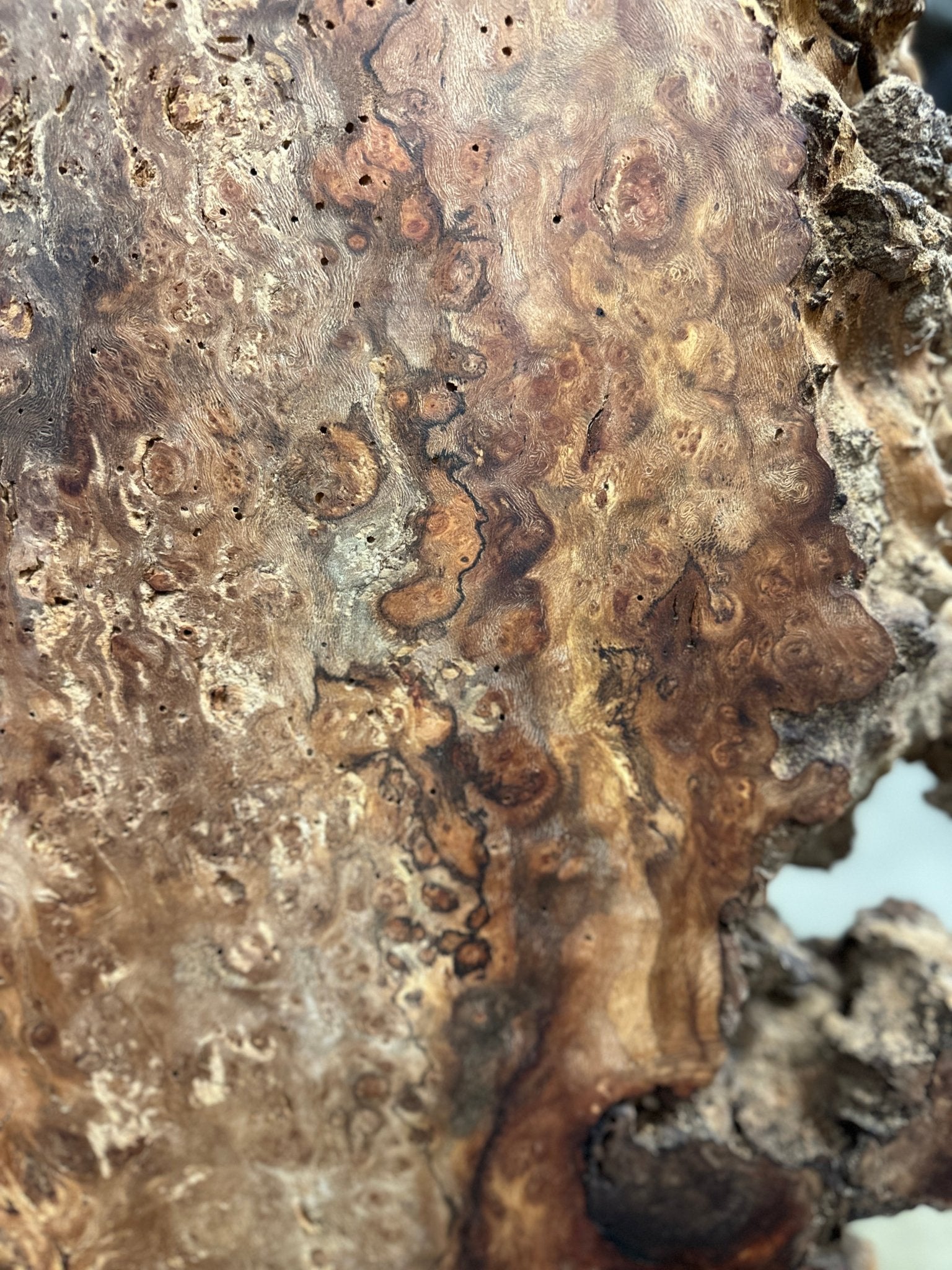 LiveEdge Sycamore Burl | Ancient Redwood | Adam Luna