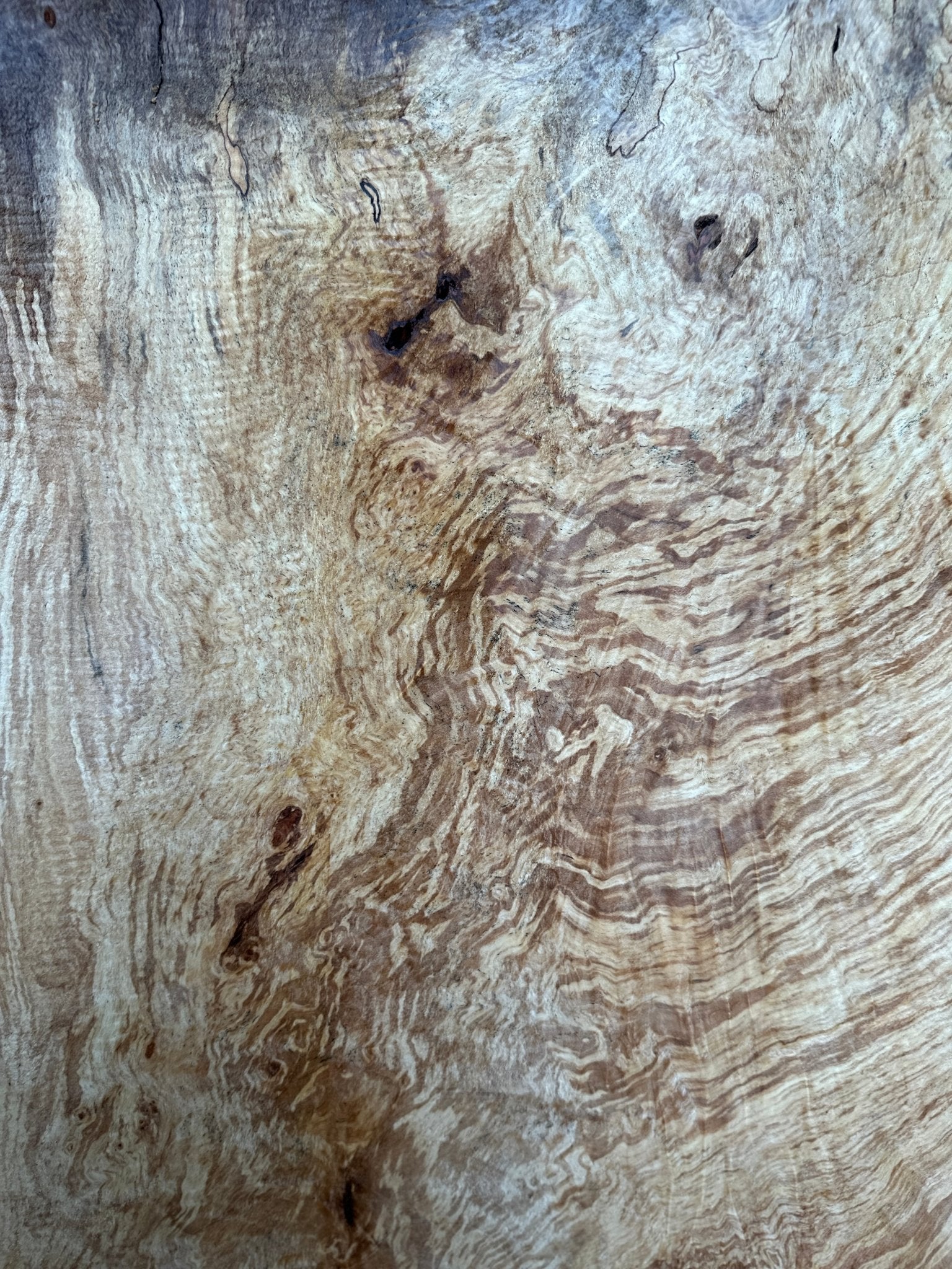 LiveEdge Silver Maple | Silver Maple | Hamilton Lee Supply