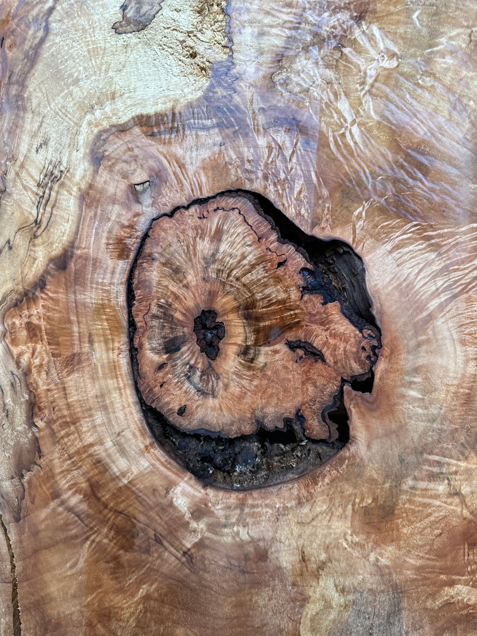 LiveEdge Silver Maple | Silver Maple | Hamilton Lee Supply