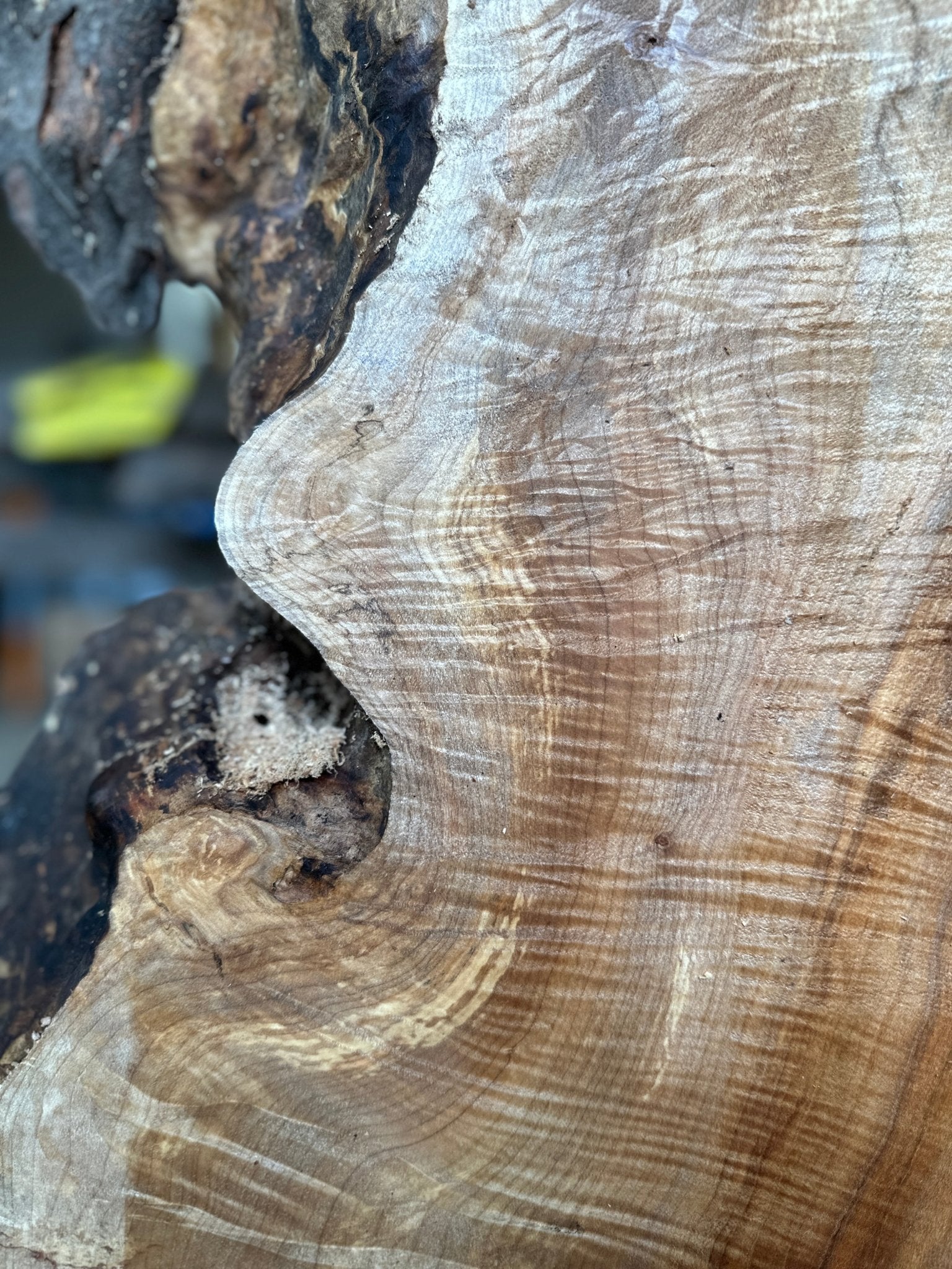 LiveEdge Silver Maple | Silver Maple | Hamilton Lee Supply
