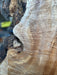 Arbor Care | LiveEdge Silver Maple | Silver Maple | Hamilton Lee Supply