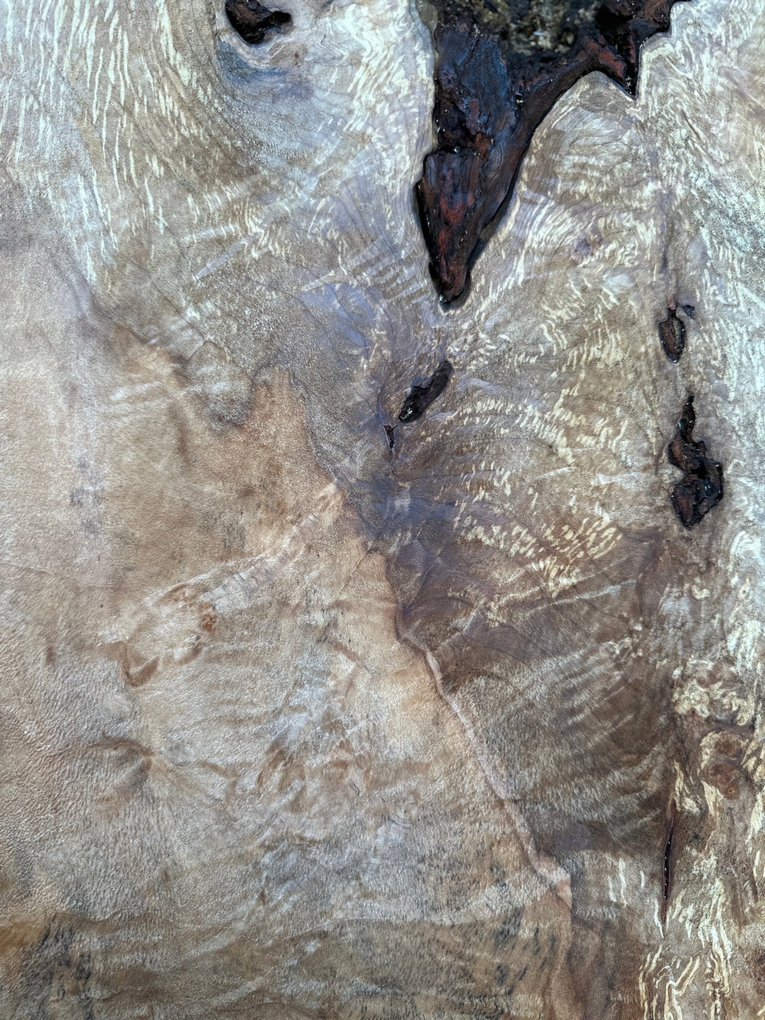 LiveEdge Silver Maple | Silver Maple | Hamilton Lee Supply