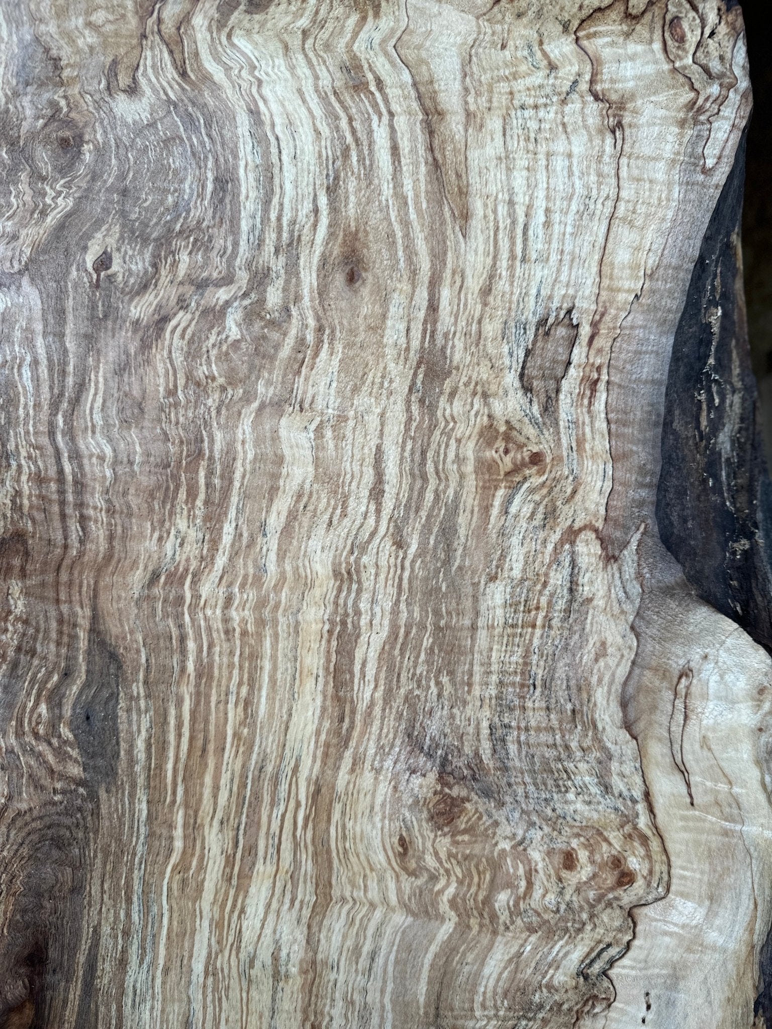 LiveEdge Silver Maple | Silver Maple | Hamilton Lee Supply