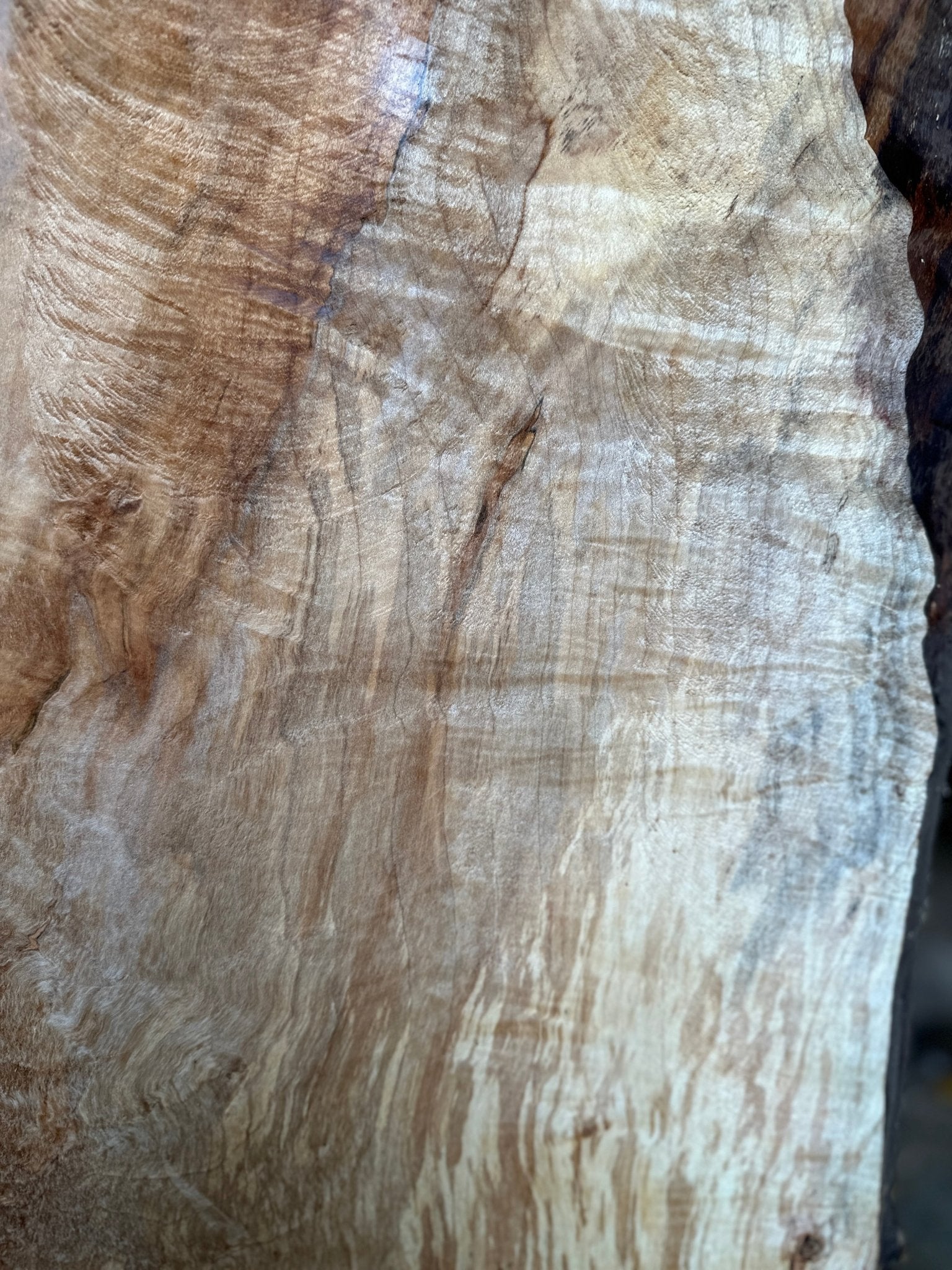 LiveEdge Silver Maple | Silver Maple | Hamilton Lee Supply