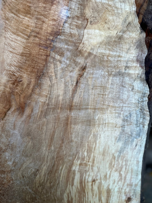 Arbor Care | LiveEdge Silver Maple | Silver Maple | Hamilton Lee Supply