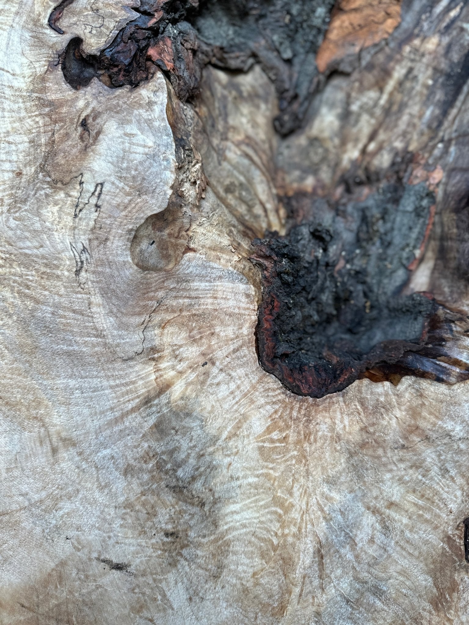 LiveEdge Silver Maple | Silver Maple | Hamilton Lee Supply