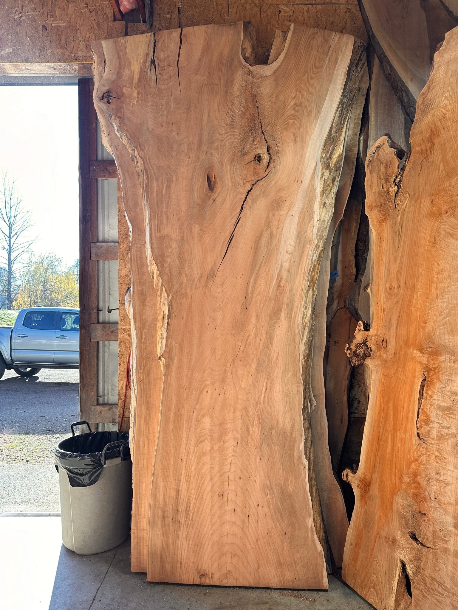 LiveEdge Big Leaf Maple | Big Leaf Maple | Hamilton Lee Supply