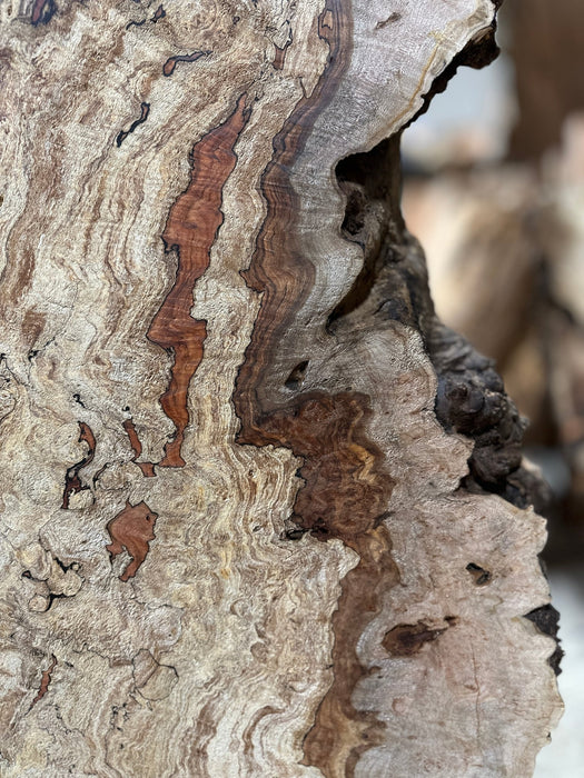 Double Diamond | LiveEdge Big Leaf Maple | Big Leaf Maple | Hamilton Lee Supply
