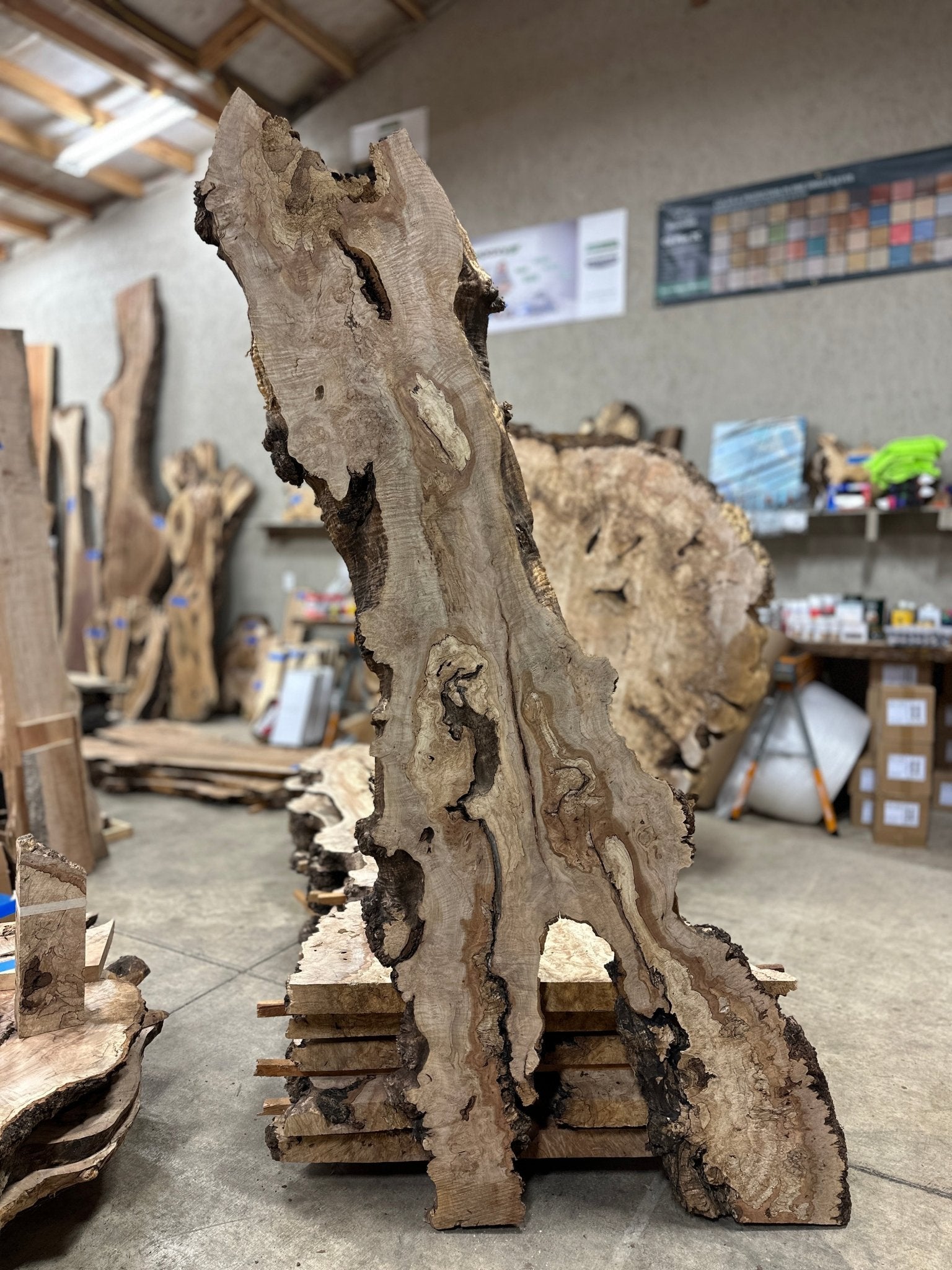 LiveEdge Big Leaf Maple | Big Leaf Maple | Hamilton Lee Supply