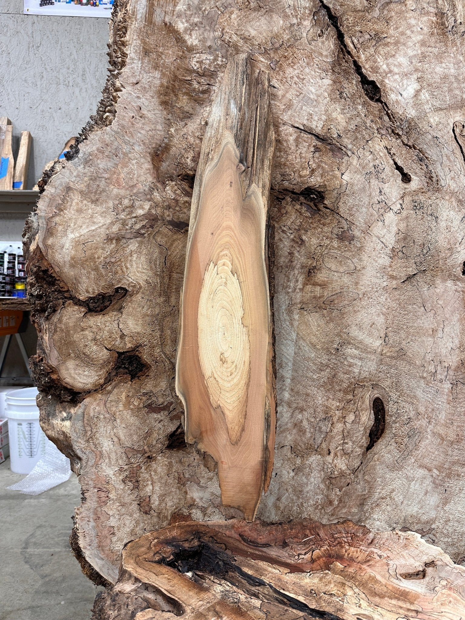 LiveEdge Black Locust | Black Locust | Hamilton Lee Supply
