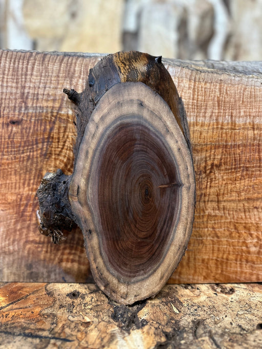 Rough Cut Live Edge Locust Wood Biscuit 