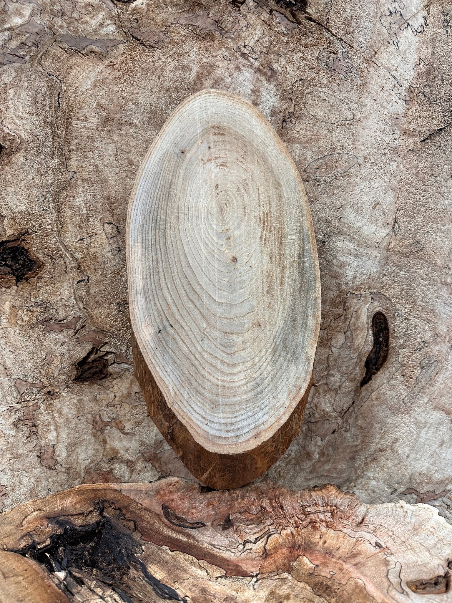 LiveEdge Elm | Elm | Hamilton Lee Supply