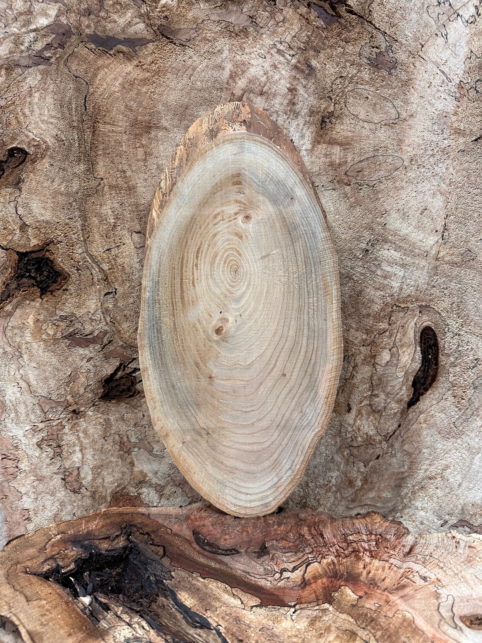 LiveEdge Elm | Elm | Hamilton Lee Supply