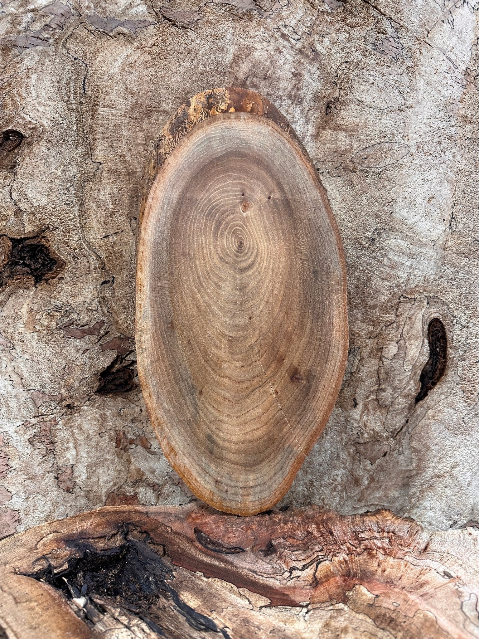 LiveEdge Elm | Elm | Hamilton Lee Supply