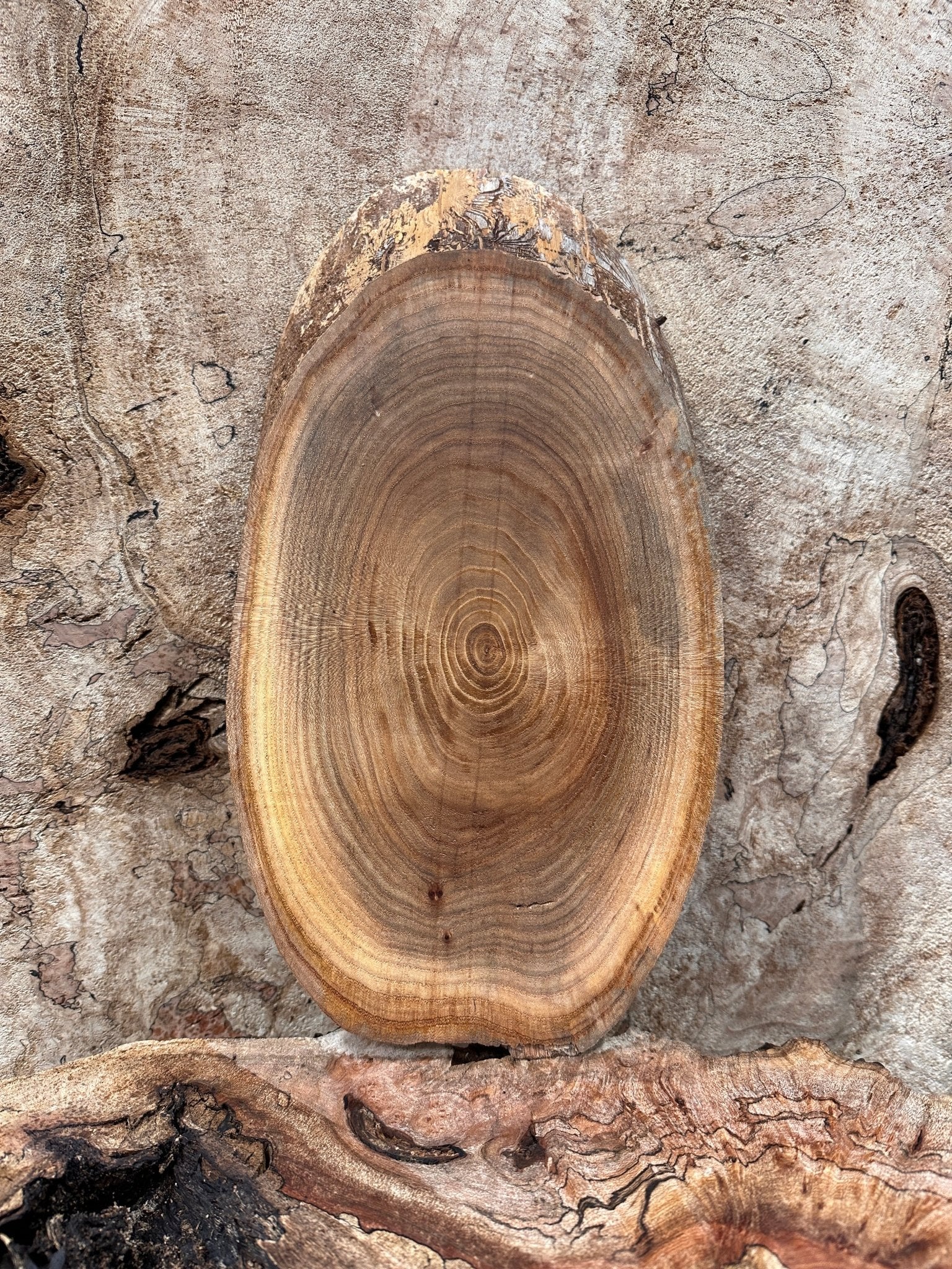 LiveEdge Elm | Elm | Hamilton Lee Supply
