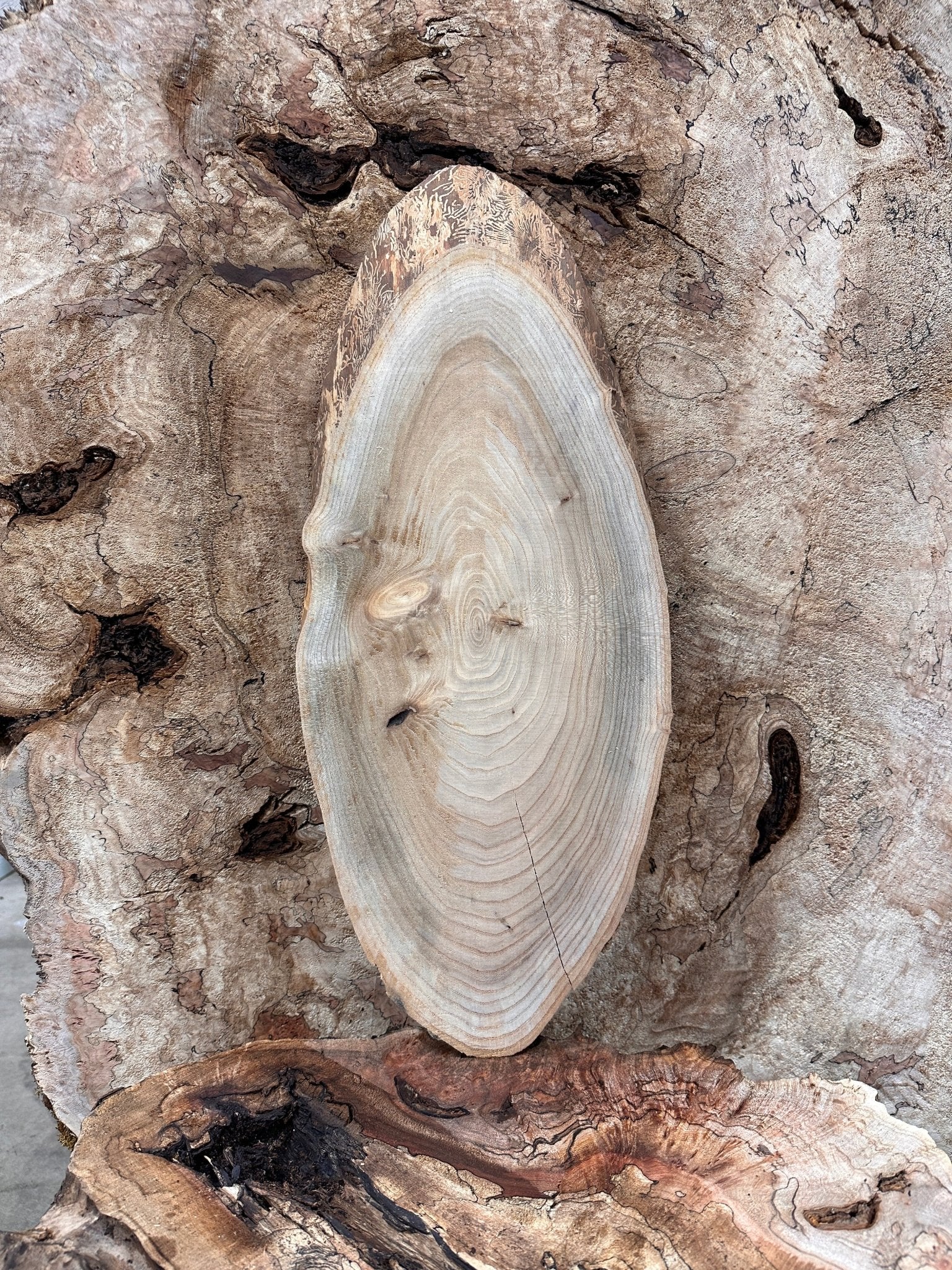 LiveEdge Elm | Elm | Hamilton Lee Supply