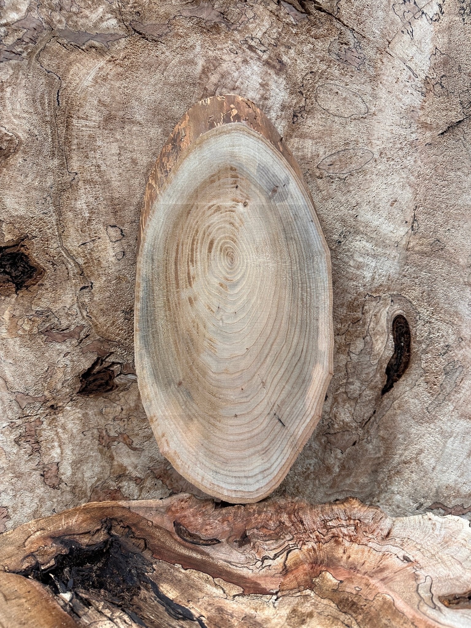 LiveEdge Elm | Elm | Hamilton Lee Supply