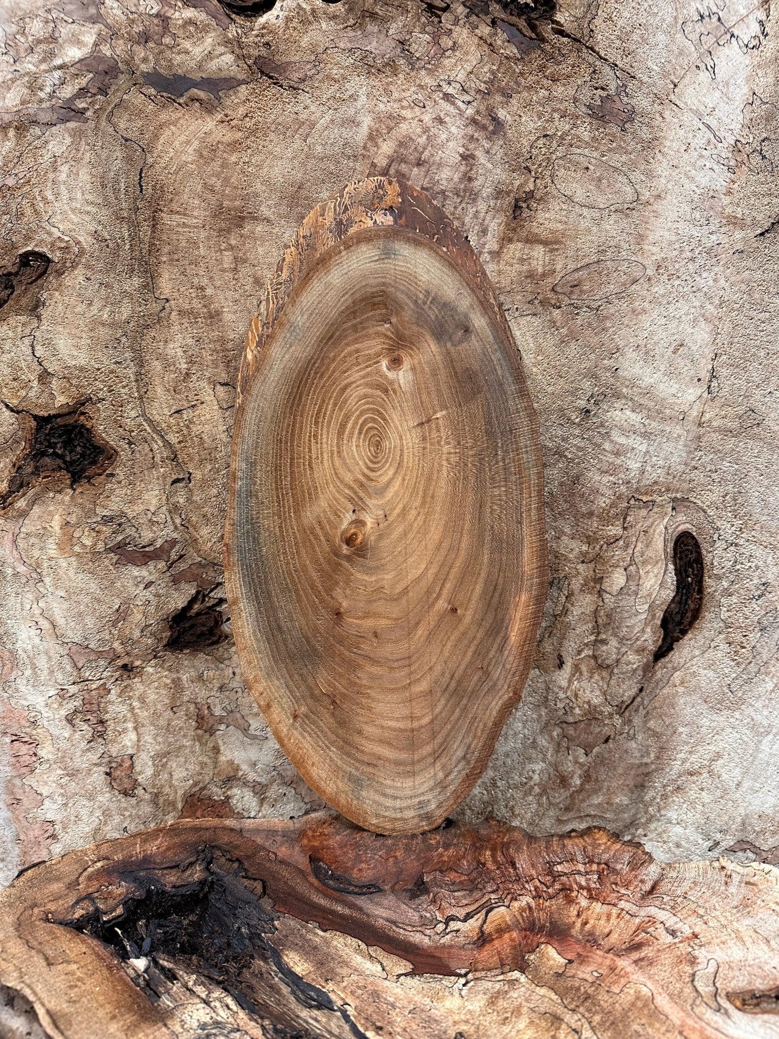 LiveEdge Elm | Elm | Hamilton Lee Supply