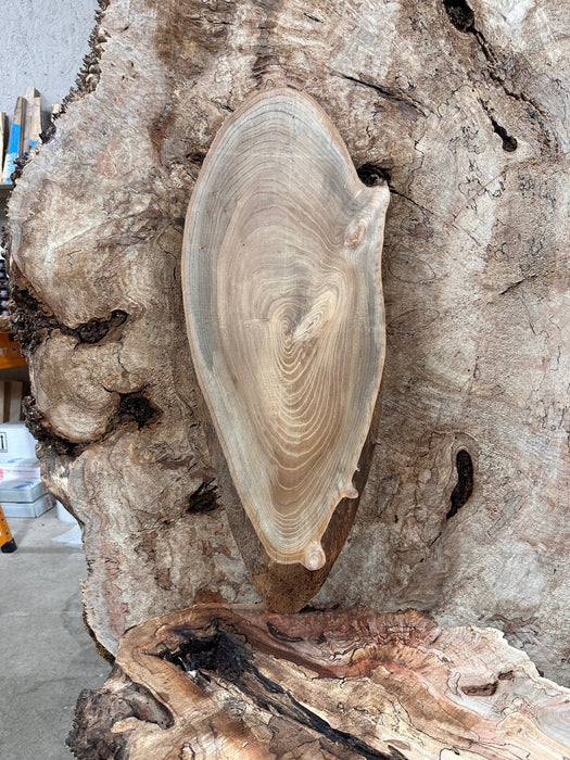 Double Diamond | LiveEdge Elm | Elm | Hamilton Lee Supply