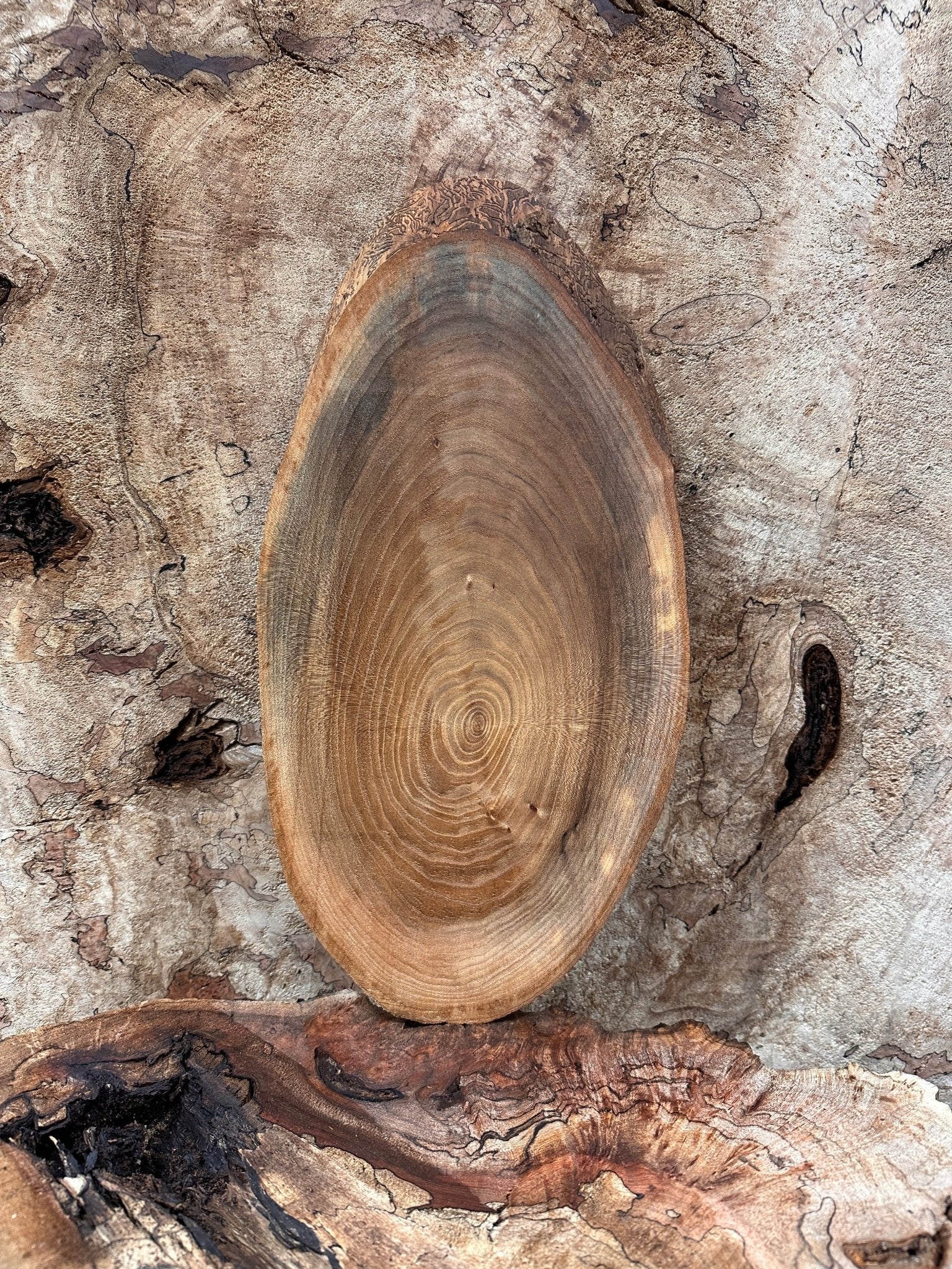 LiveEdge Elm | Elm | Hamilton Lee Supply