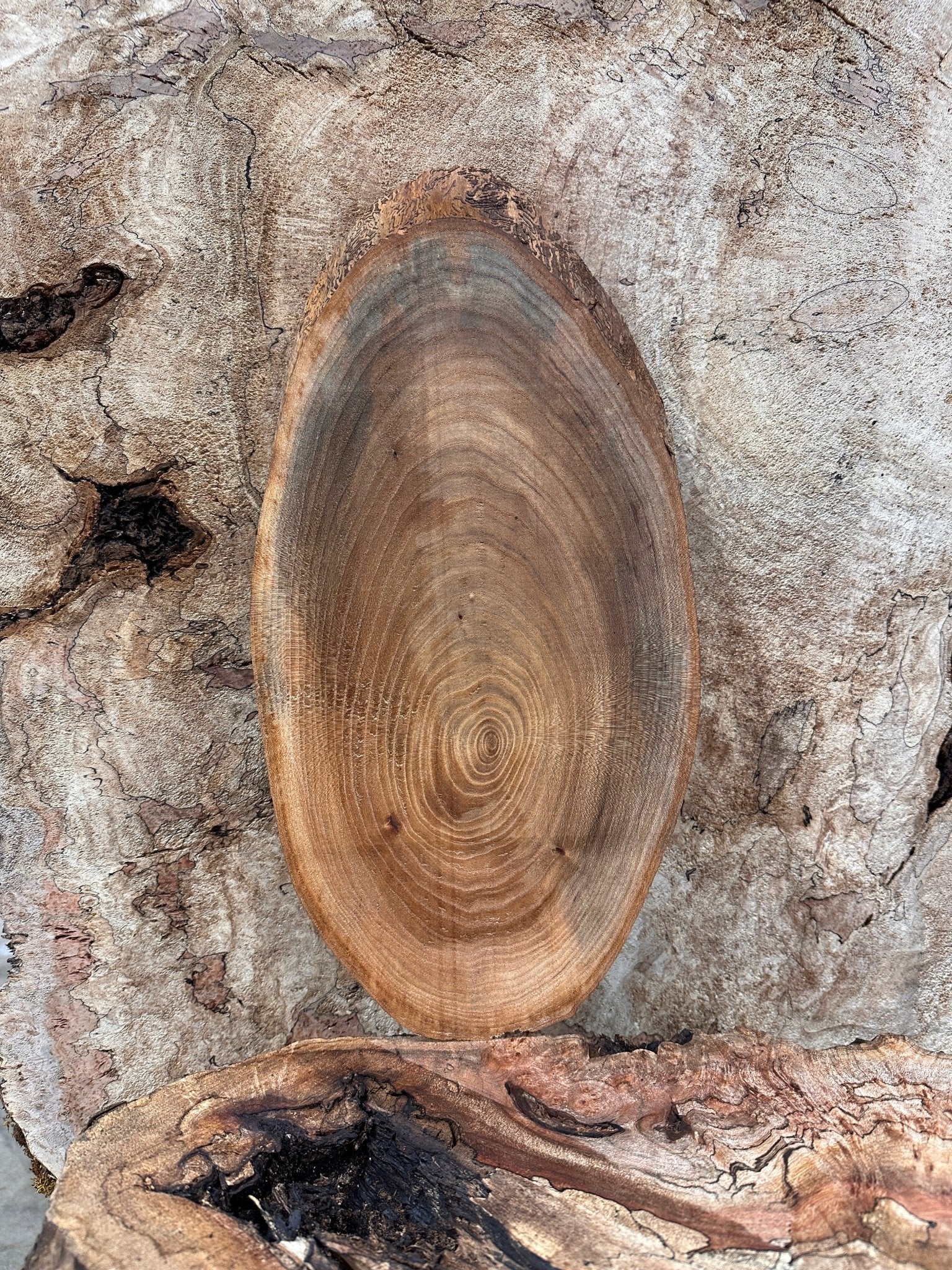 LiveEdge Elm | Elm | Hamilton Lee Supply