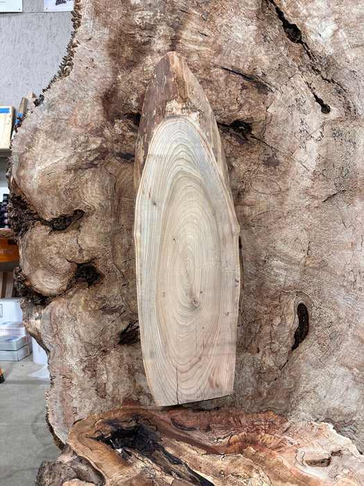 Double Diamond | LiveEdge Elm | Elm | Hamilton Lee Supply