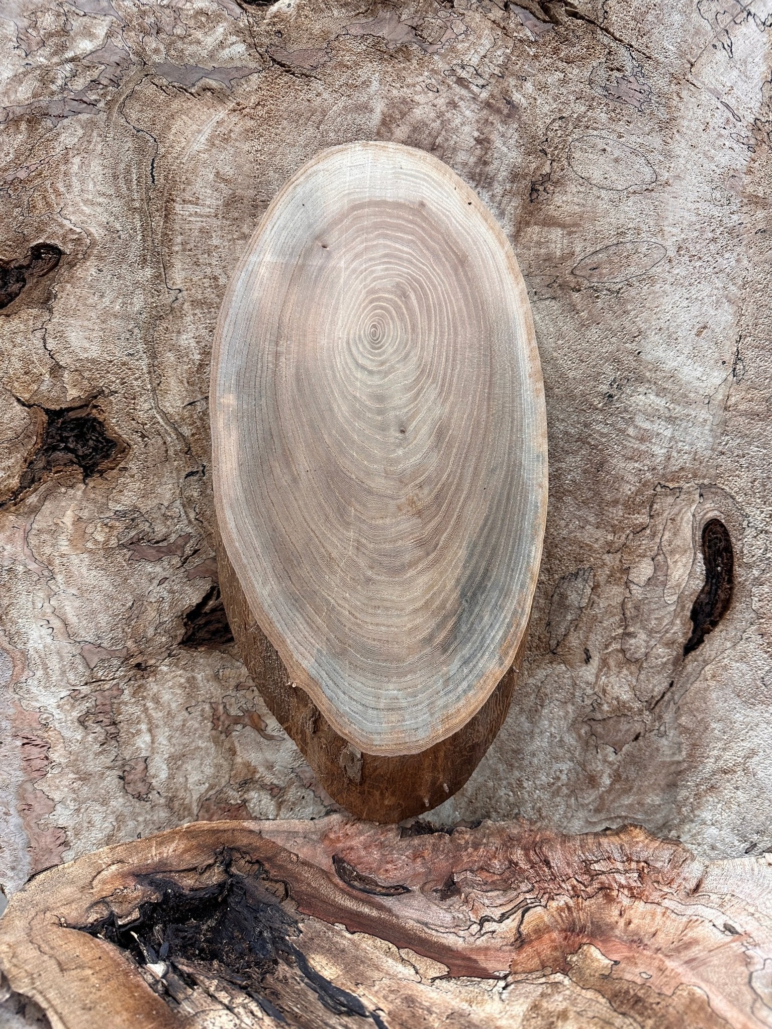 LiveEdge Elm | Elm | Hamilton Lee Supply