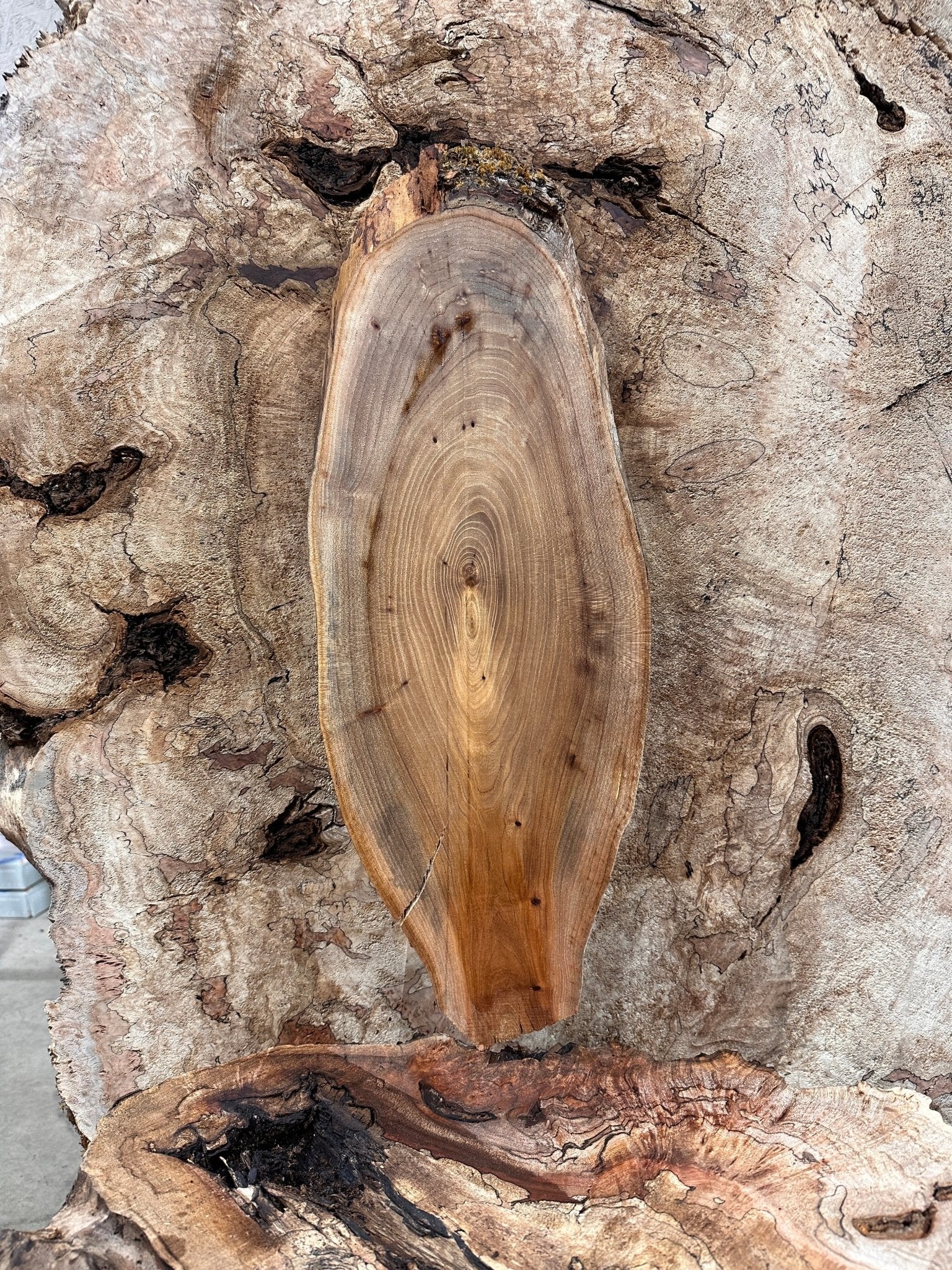 LiveEdge Elm | Elm | Hamilton Lee Supply