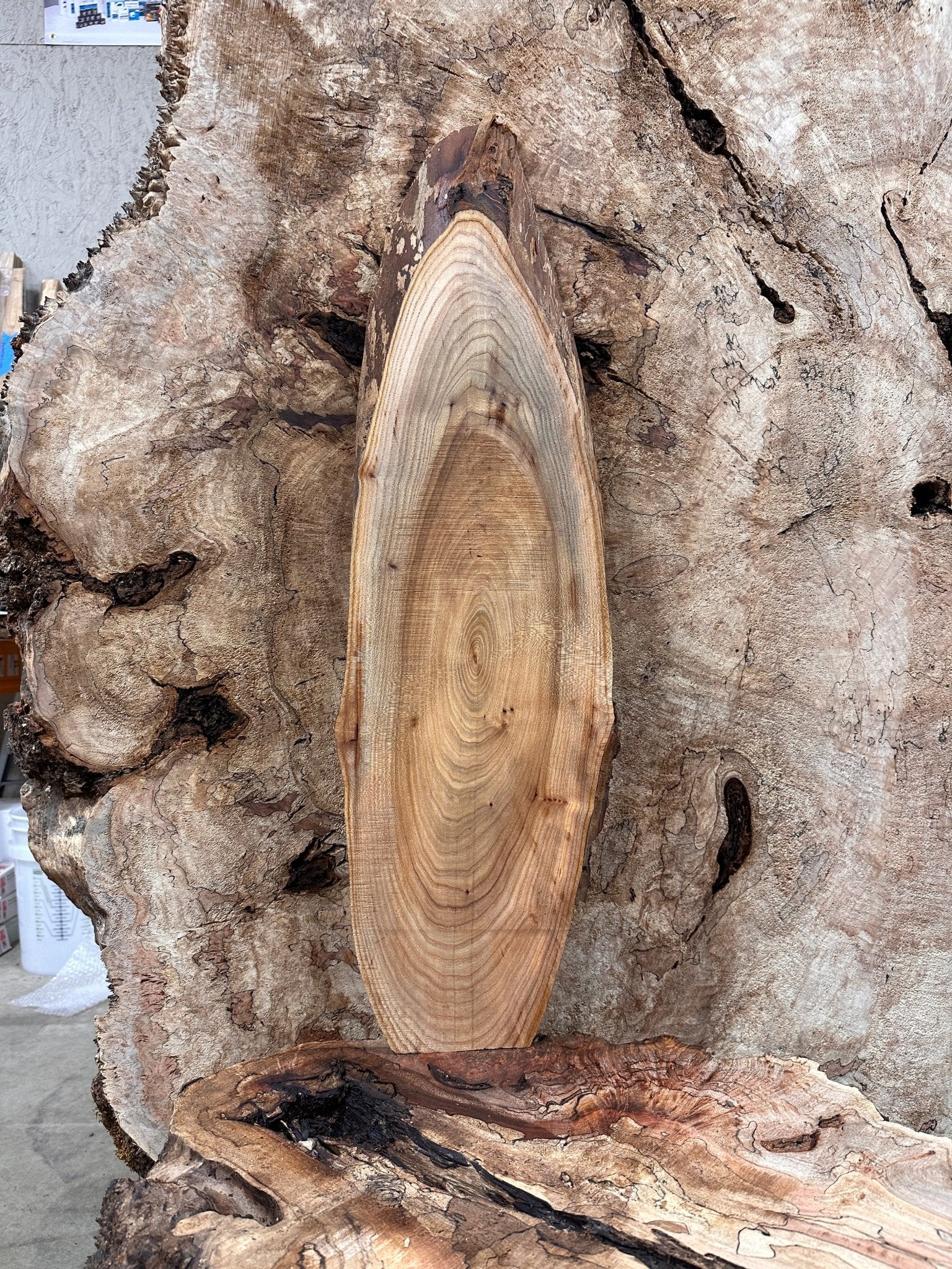 LiveEdge Elm | Elm | Hamilton Lee Supply