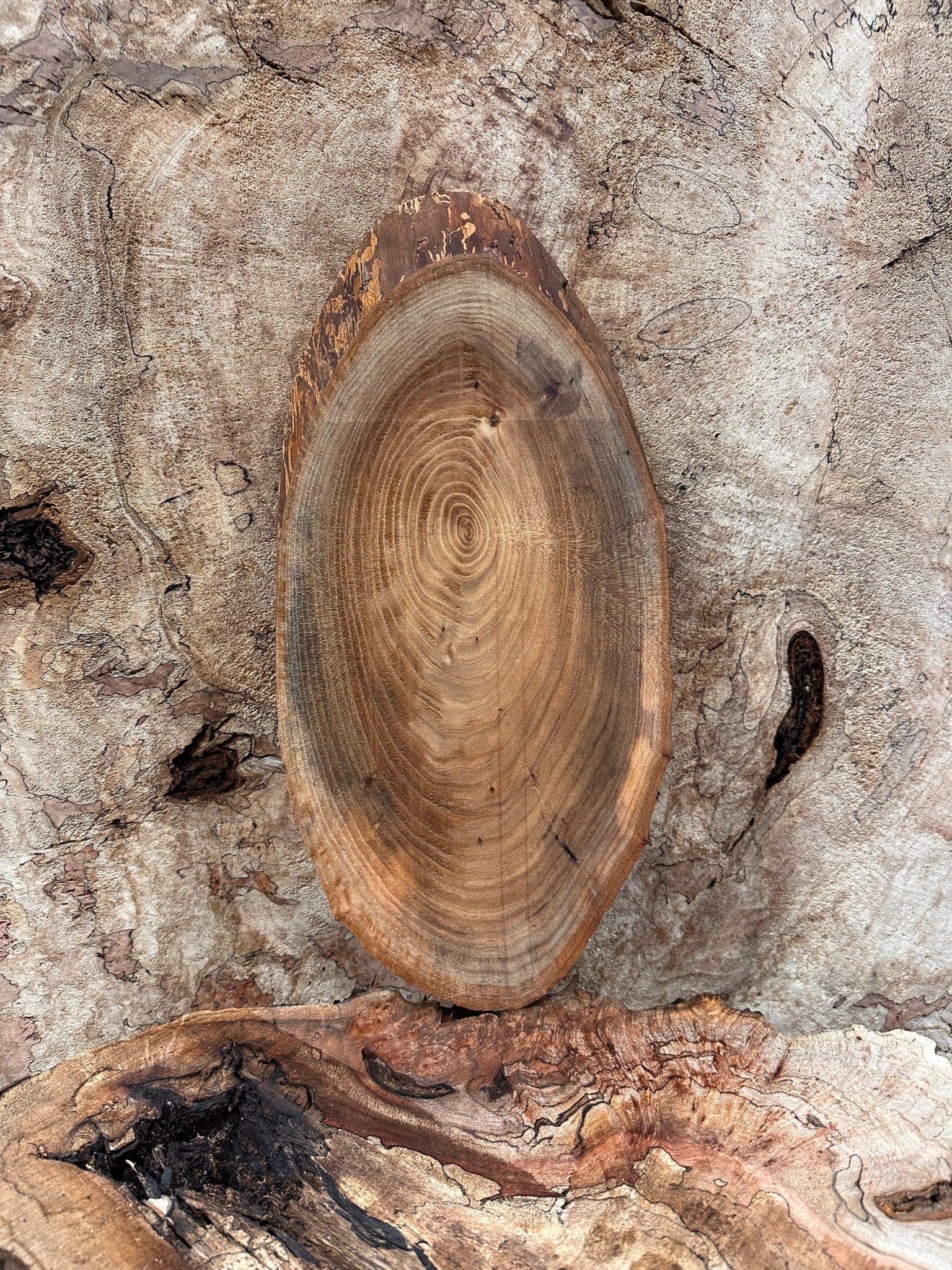 LiveEdge Elm | Elm | Hamilton Lee Supply