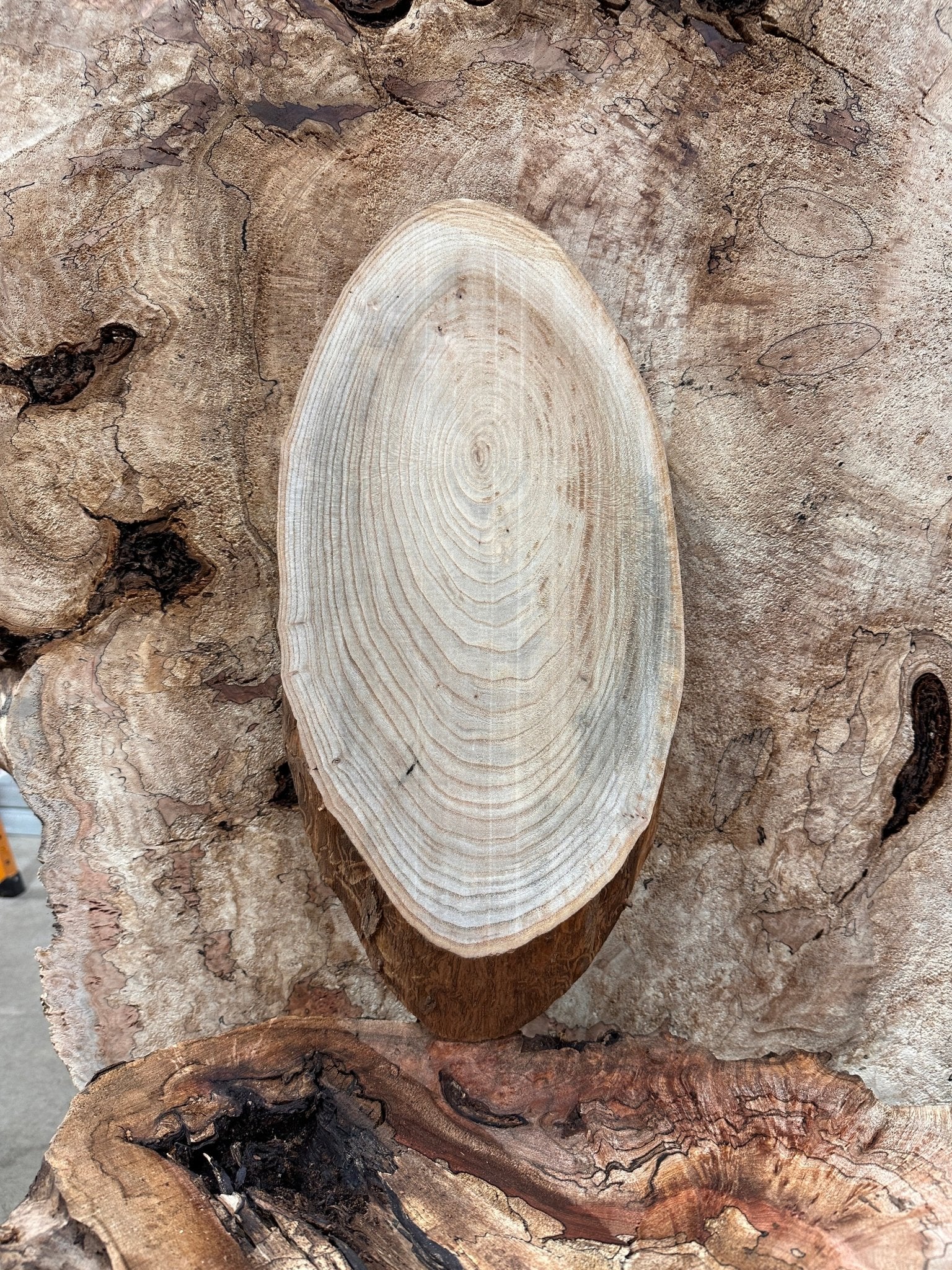 LiveEdge Elm | Elm | Hamilton Lee Supply