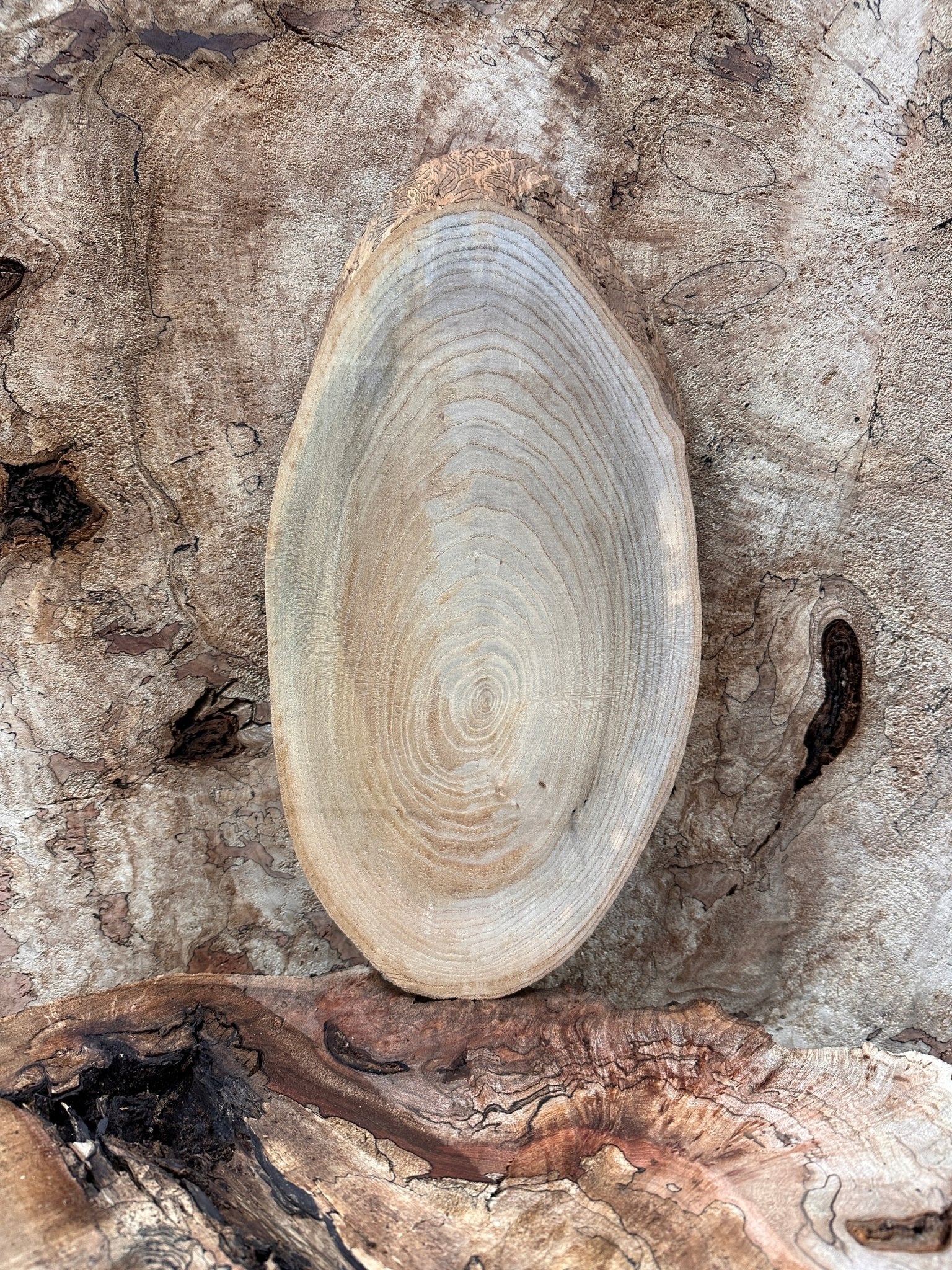 LiveEdge Elm | Elm | Hamilton Lee Supply