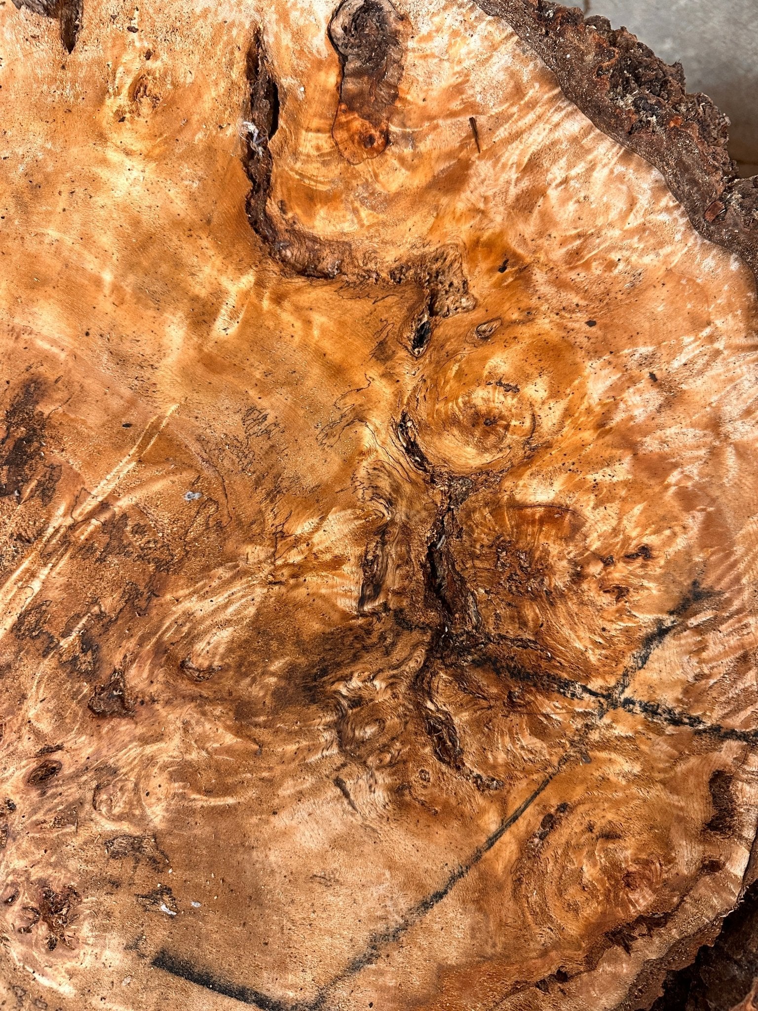 LiveEdge Mappa Burl Cookie | Mappa Burl | Hamilton Lee Supply