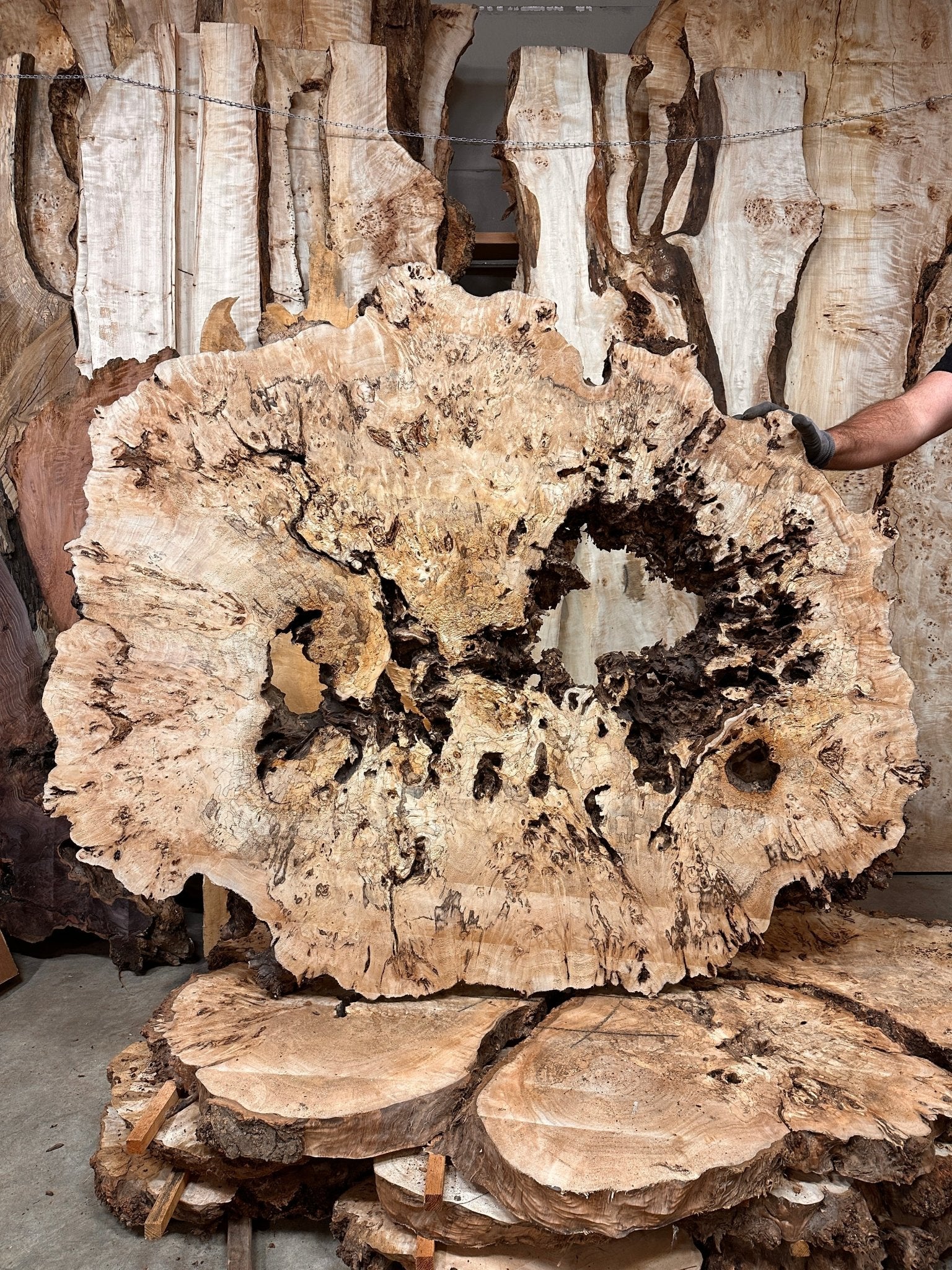 LiveEdge Mappa Burl Cookie | Mappa Burl | Hamilton Lee Supply