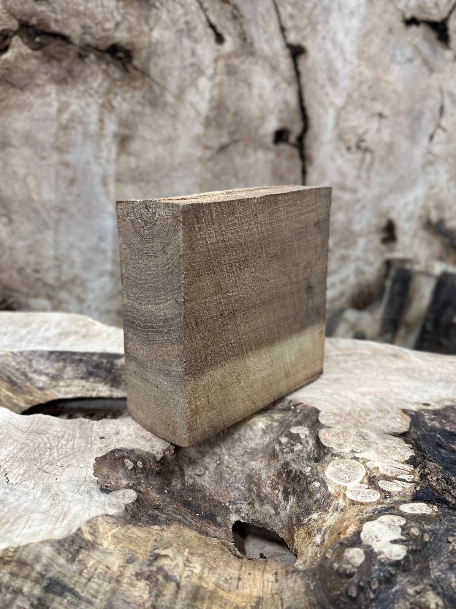 Elm Blank | Elm | Hamilton Lee Supply