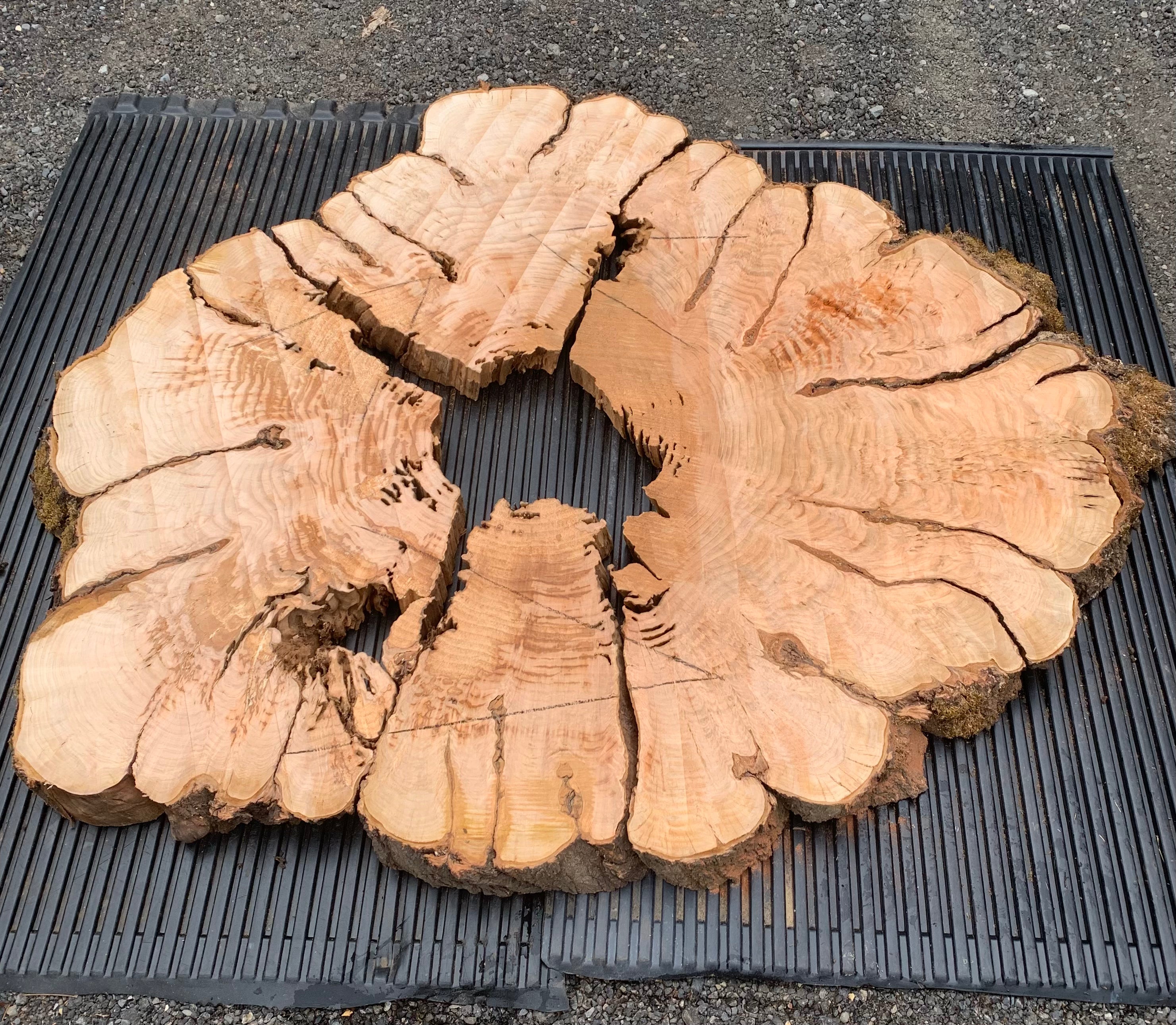LiveEdge Cherry Cookie | Craft Wood & Shapes | Hamilton Lee Supply