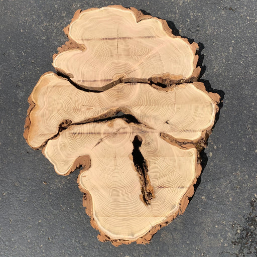 Double Diamond - LiveEdge Black Locust Cookie - Hamilton Lee Supply
