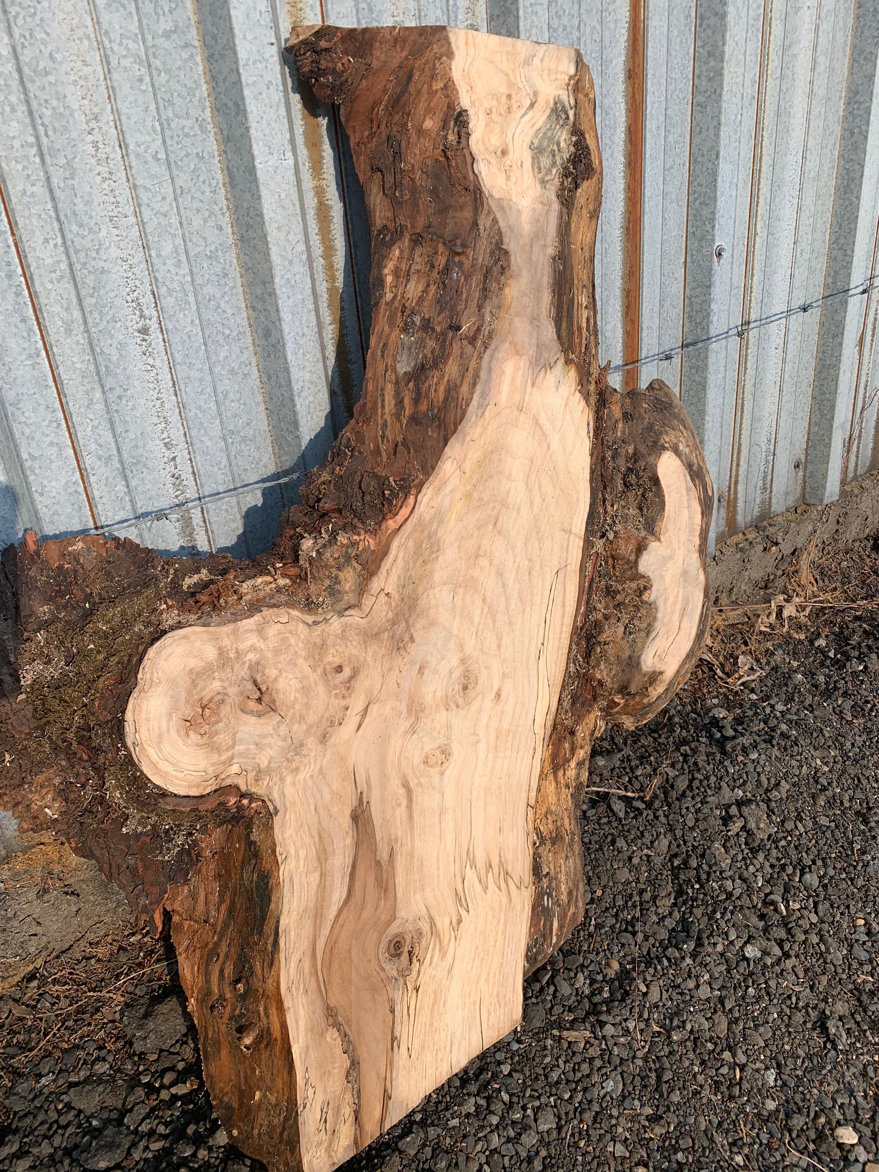 LiveEdge Silver Maple Slab | Silver Maple | Hamilton Lee Supply