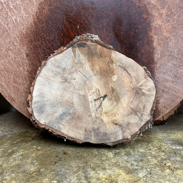 Double Diamond | LiveEdge Silver Maple | | Hamilton Lee Supply